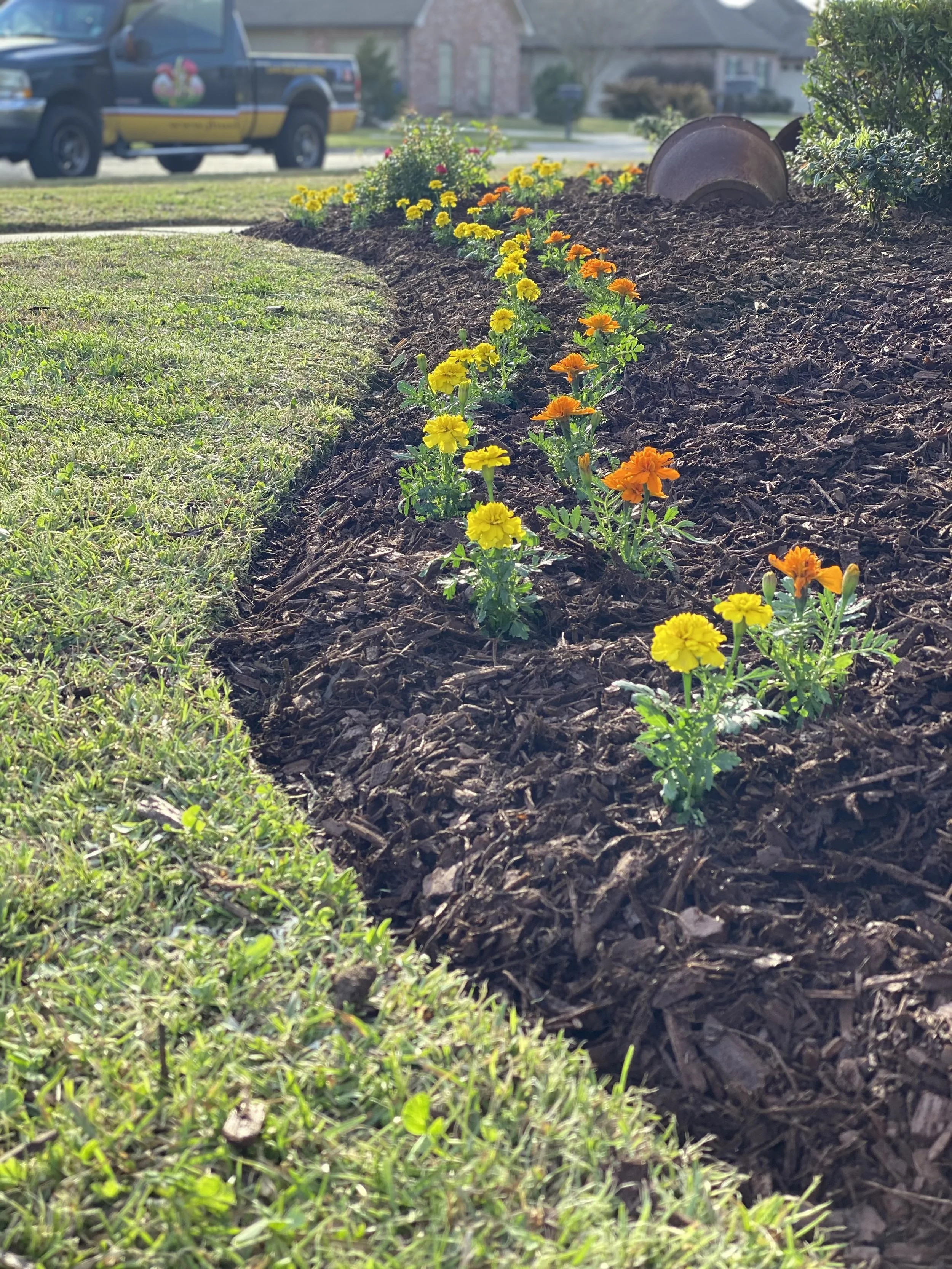A flowerbed bed with yellow and orange marigold flowers in fresh mulch, adjacent to a nice and defined landscape edge, with a suburban street and parked J&B Lawn & Landscaping vehicle in the background.