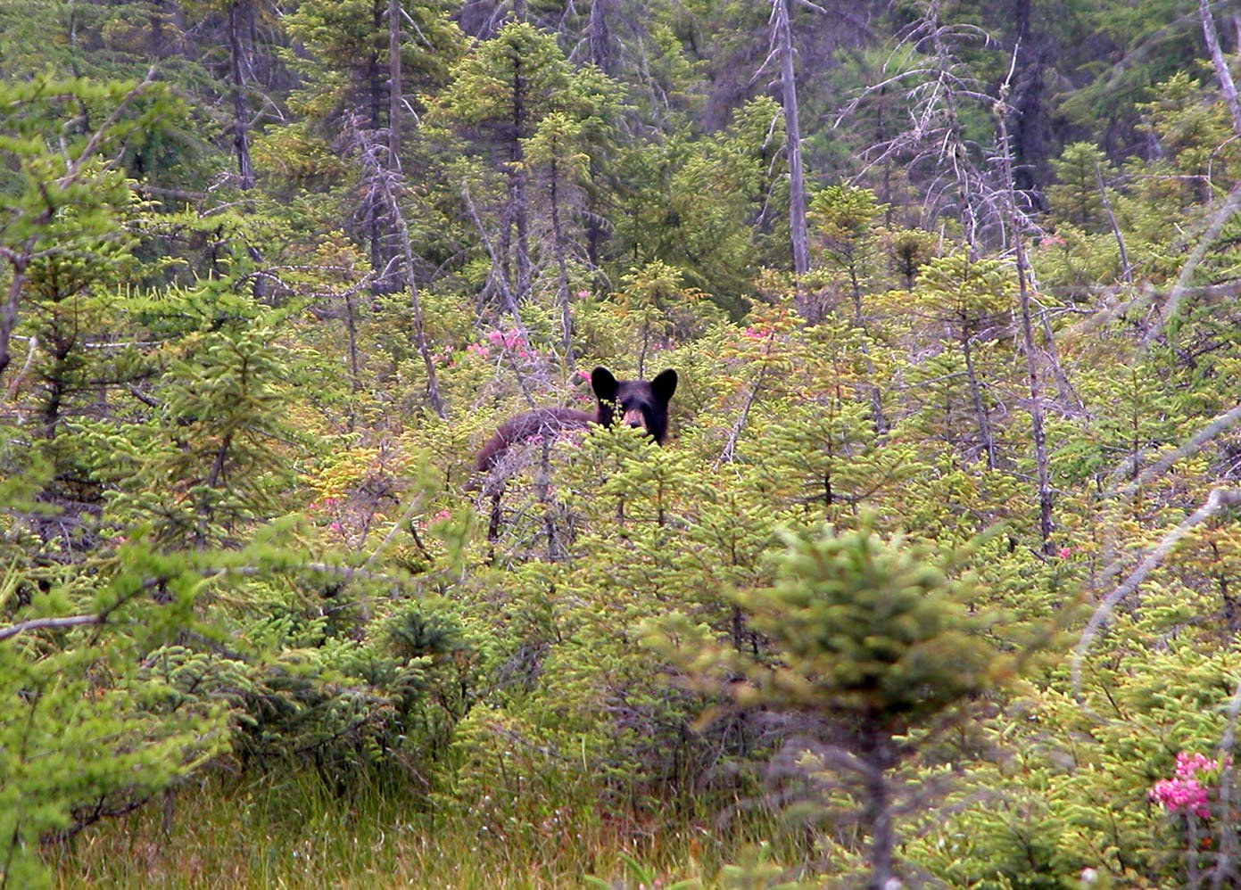 Black bear partially hidden among green trees and bushes in a forest in the Adirondacks.