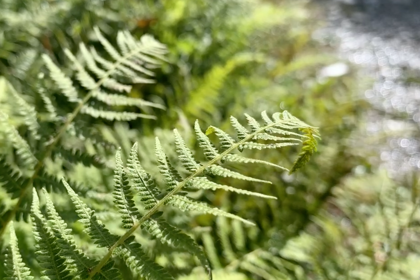 Close-up of green fern leaves in the Adirondacks with a blurred background of sunlight and foliage.