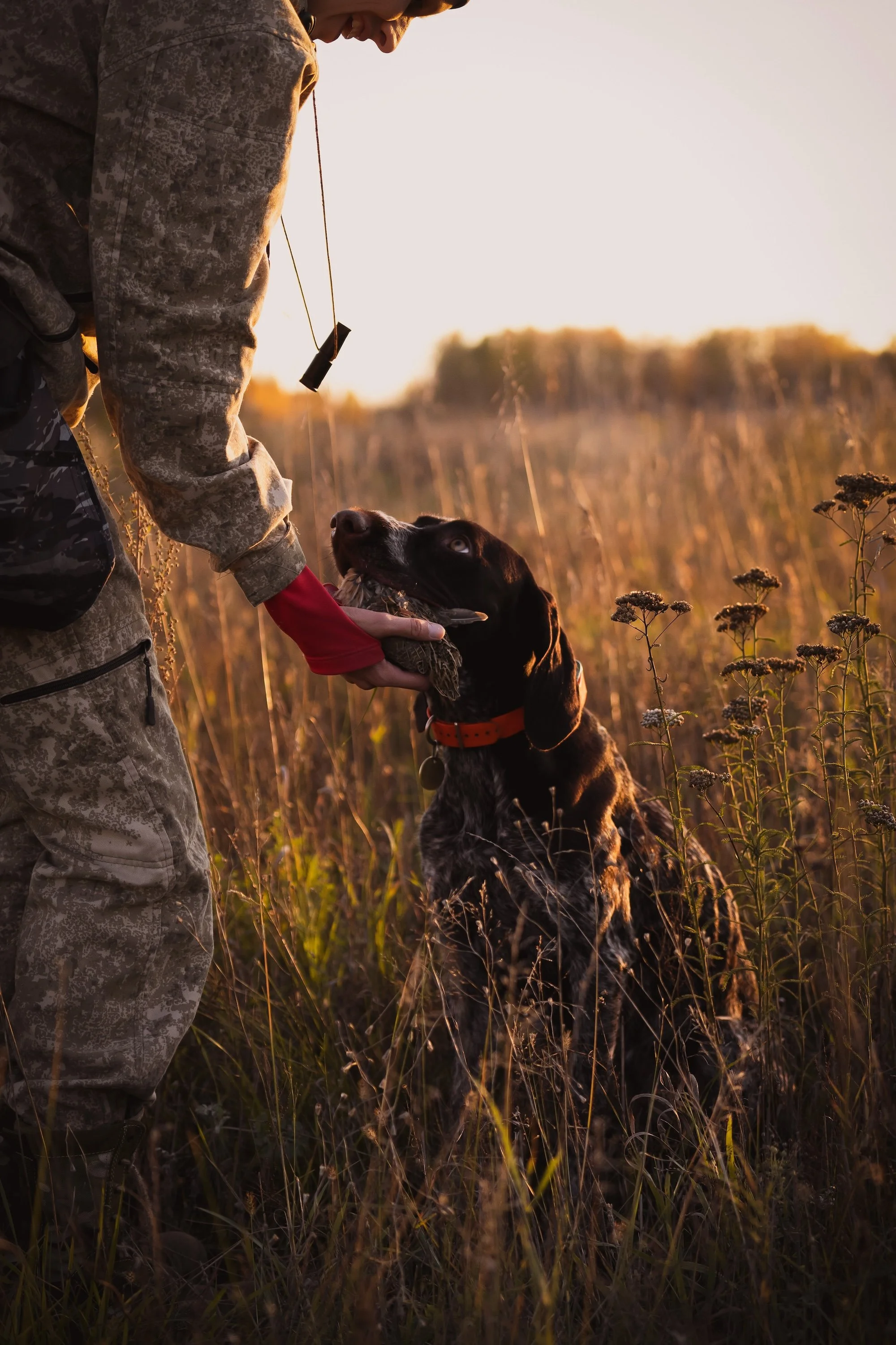 Person in camouflage clothing playing tug-of-war with a brown and black hunting dog in a grassy field during sunset.