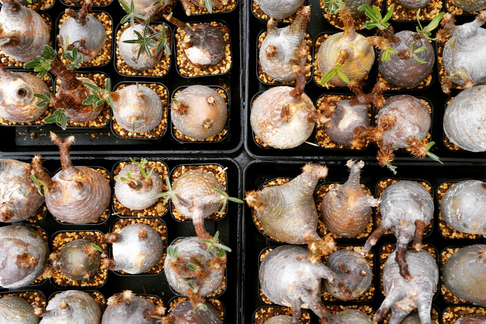 多くの植物の球根が黒いプラスチックトレイに植えられ、花芽や葉が出ている。