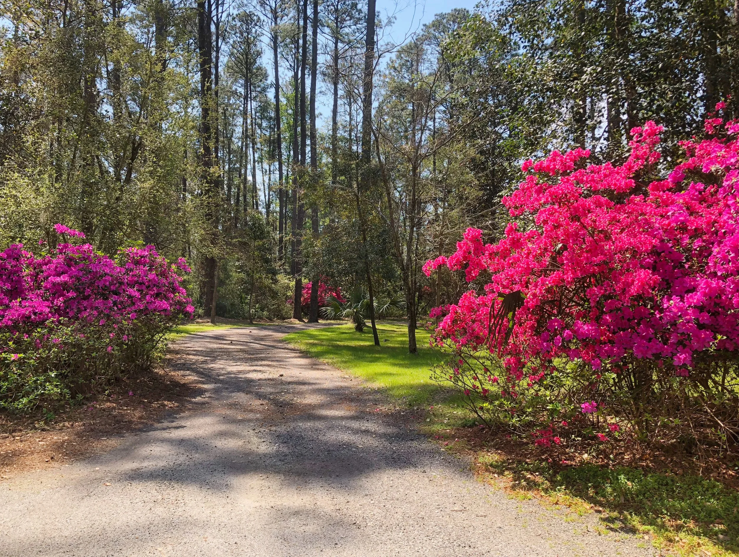 A gravel pathway in a wooded area with pink and purple flowering bushes on either side, green grass, tall trees, and a blue sky.