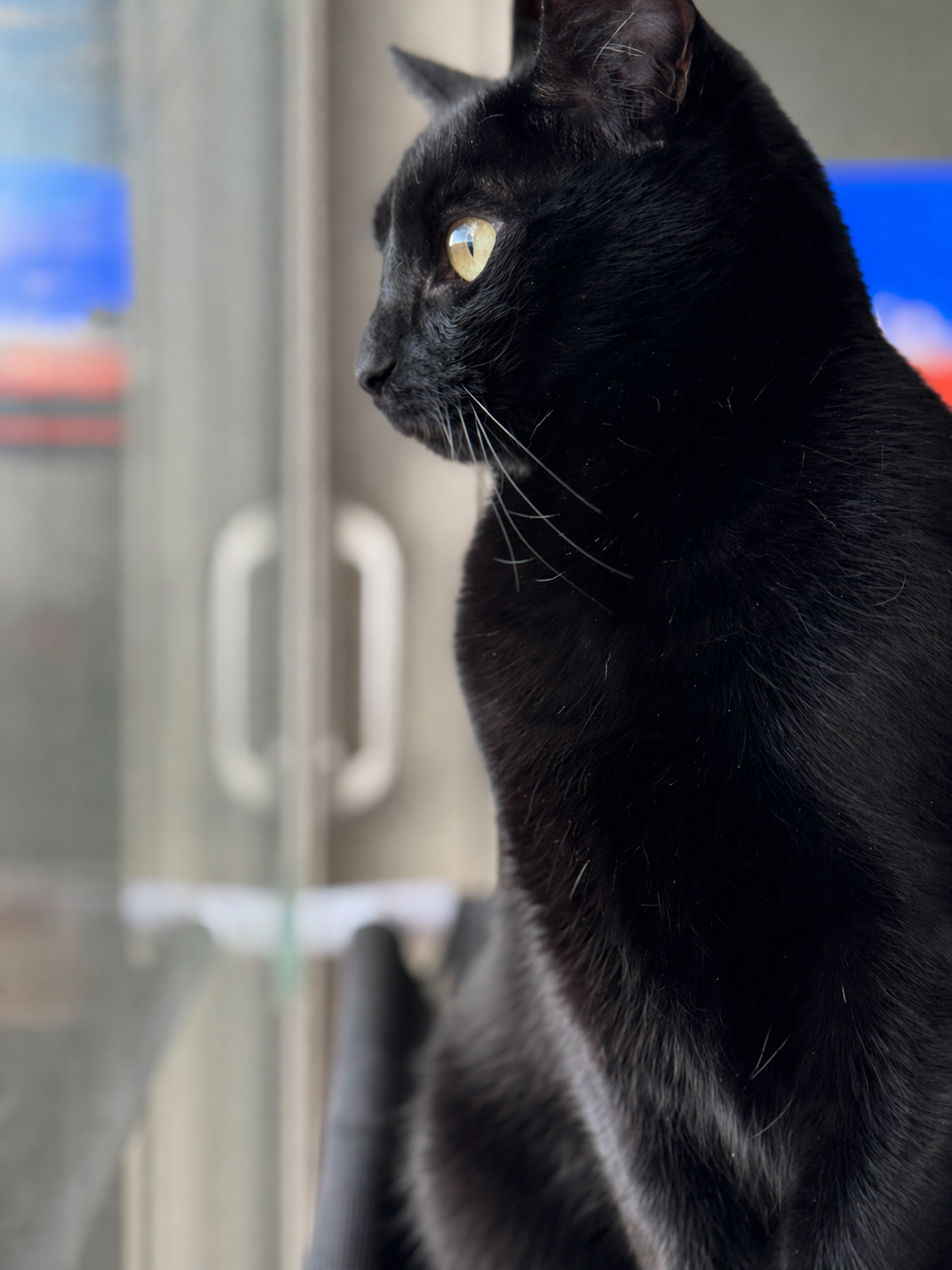 Close-up profile of a black cat with yellow eyes looking out a window