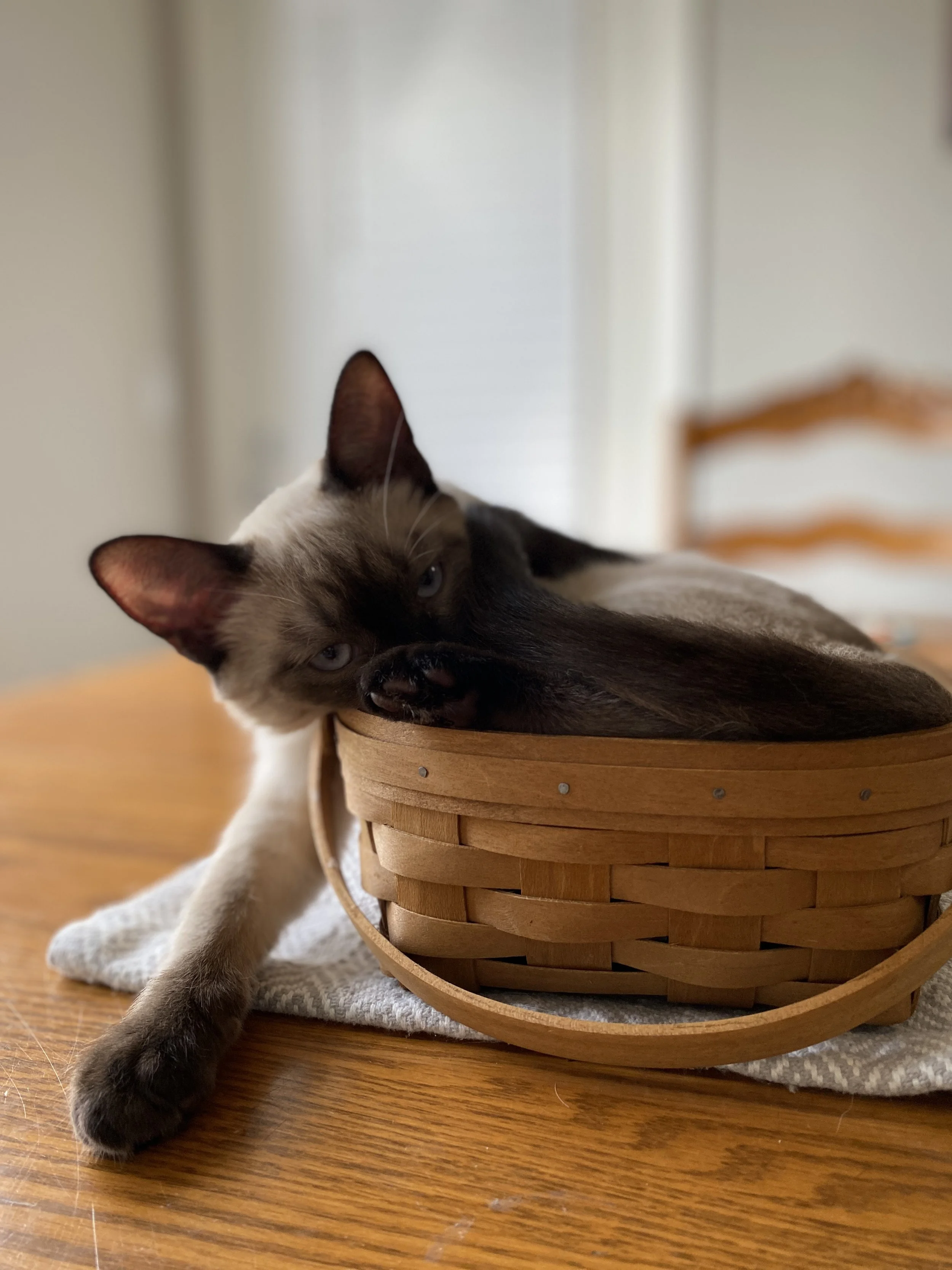 A Siamese cat with blue eyes lounging in a woven basket on a wooden table, with part of its paw extending out.