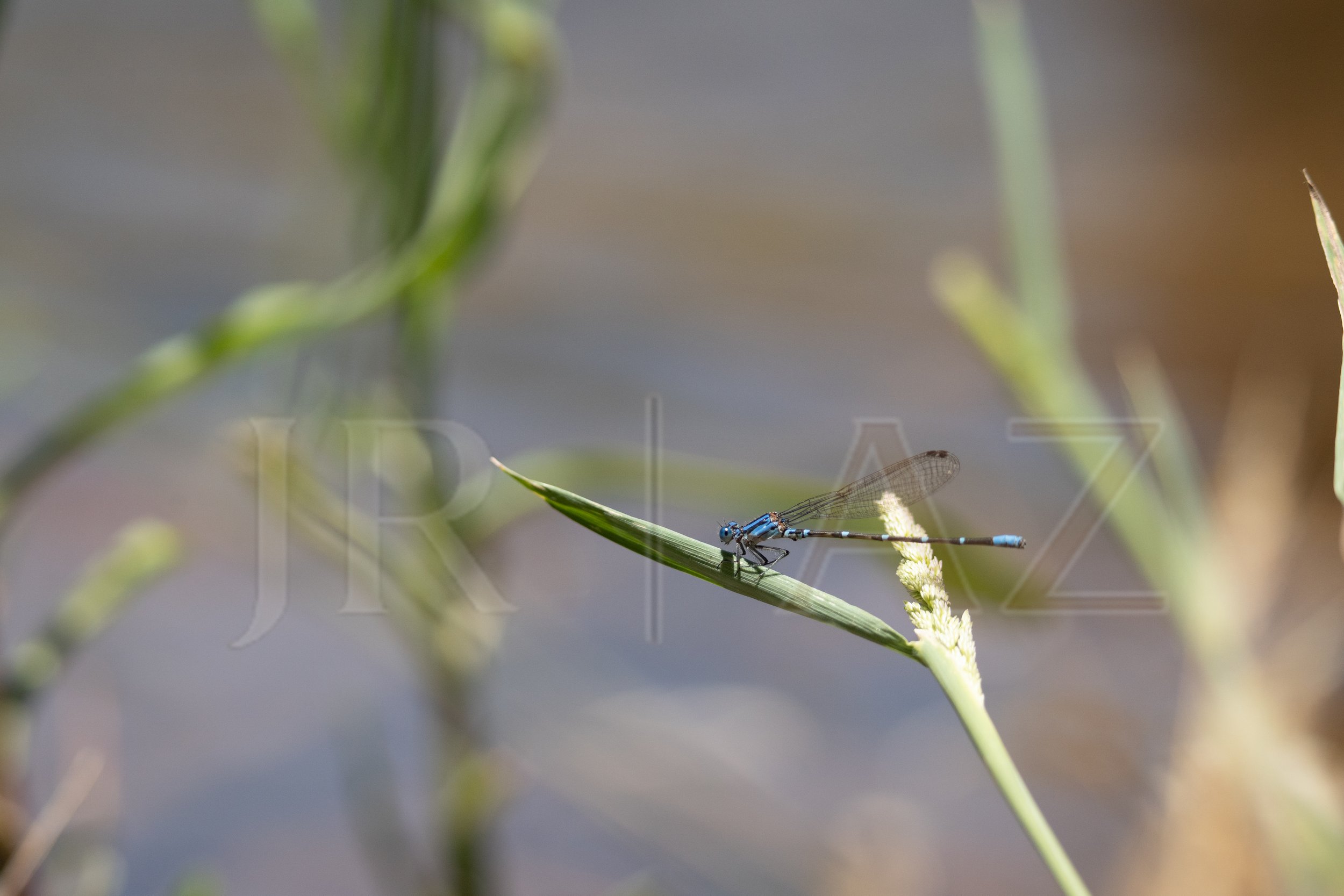 DSC08210-HDR.jpg