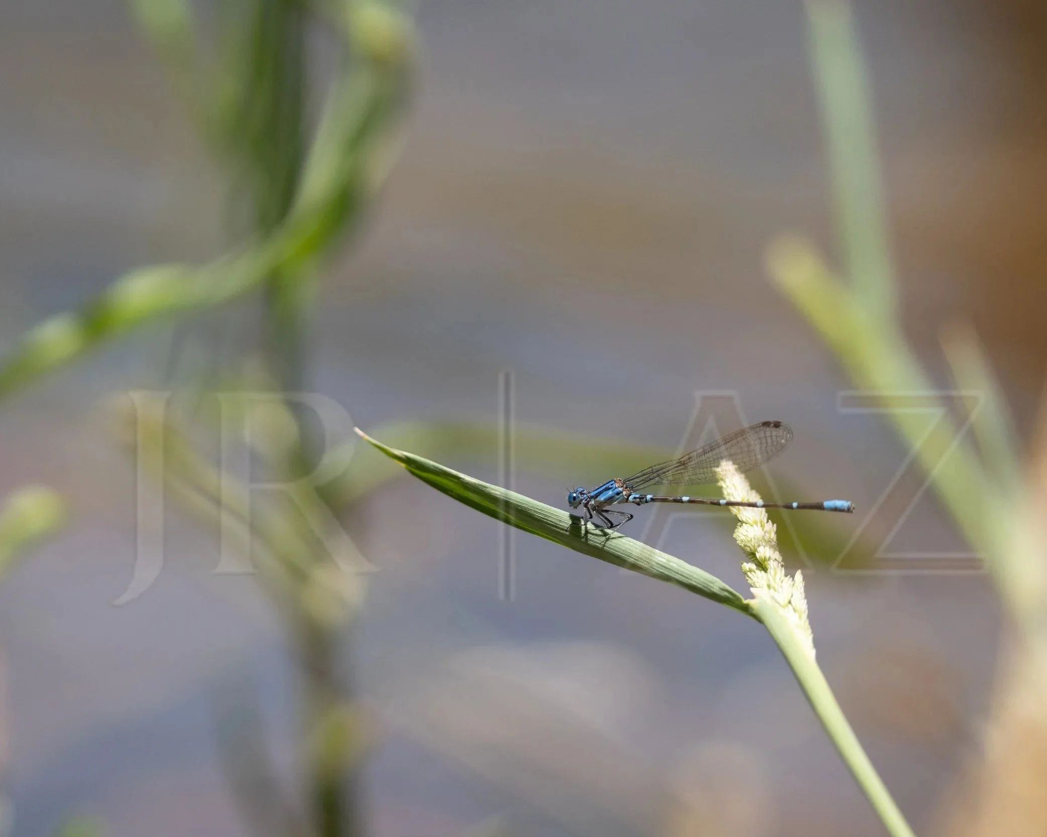 Dragon Fly