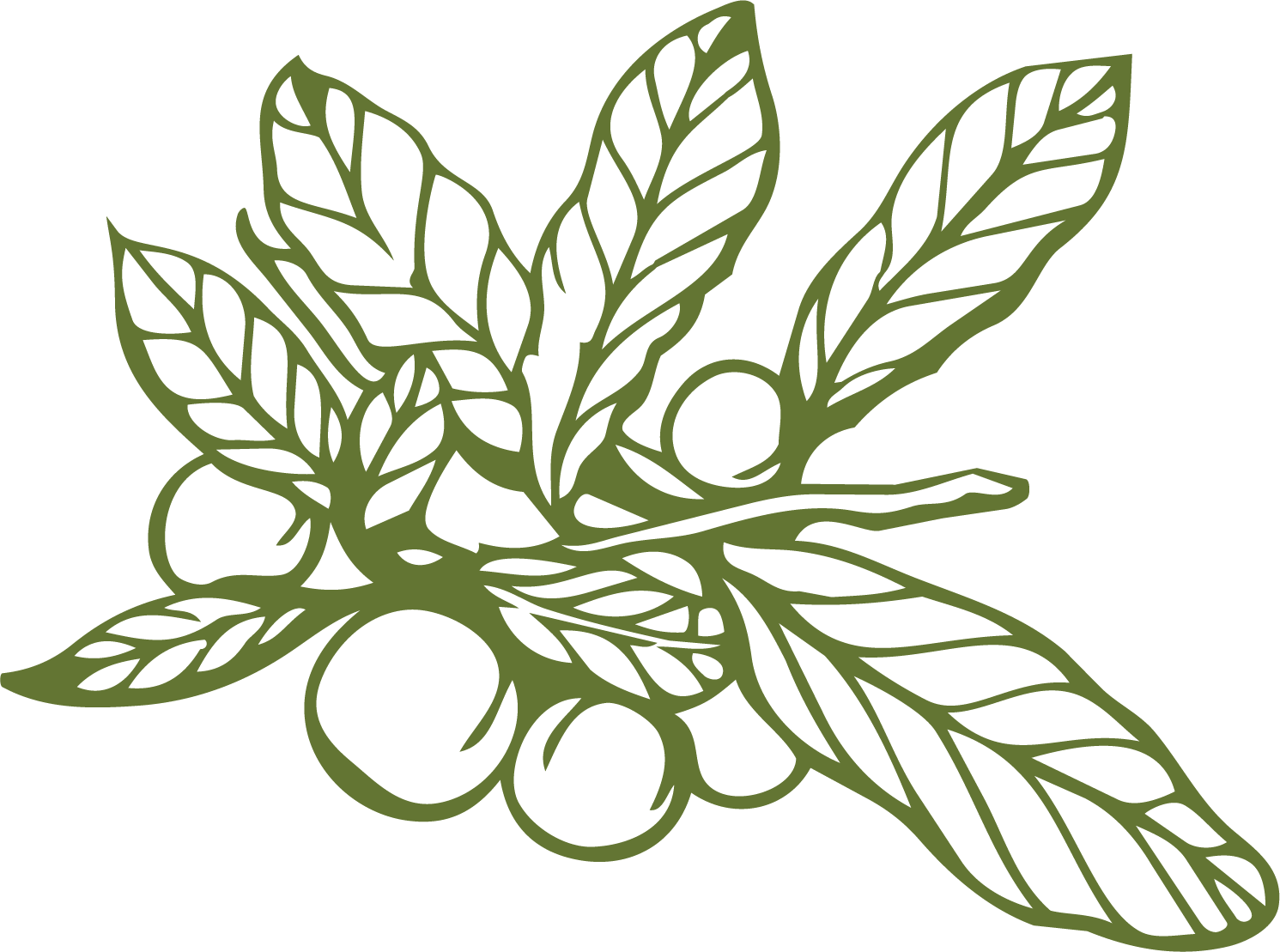 Outline drawing of coffee plant leaves and berries in green on black background.