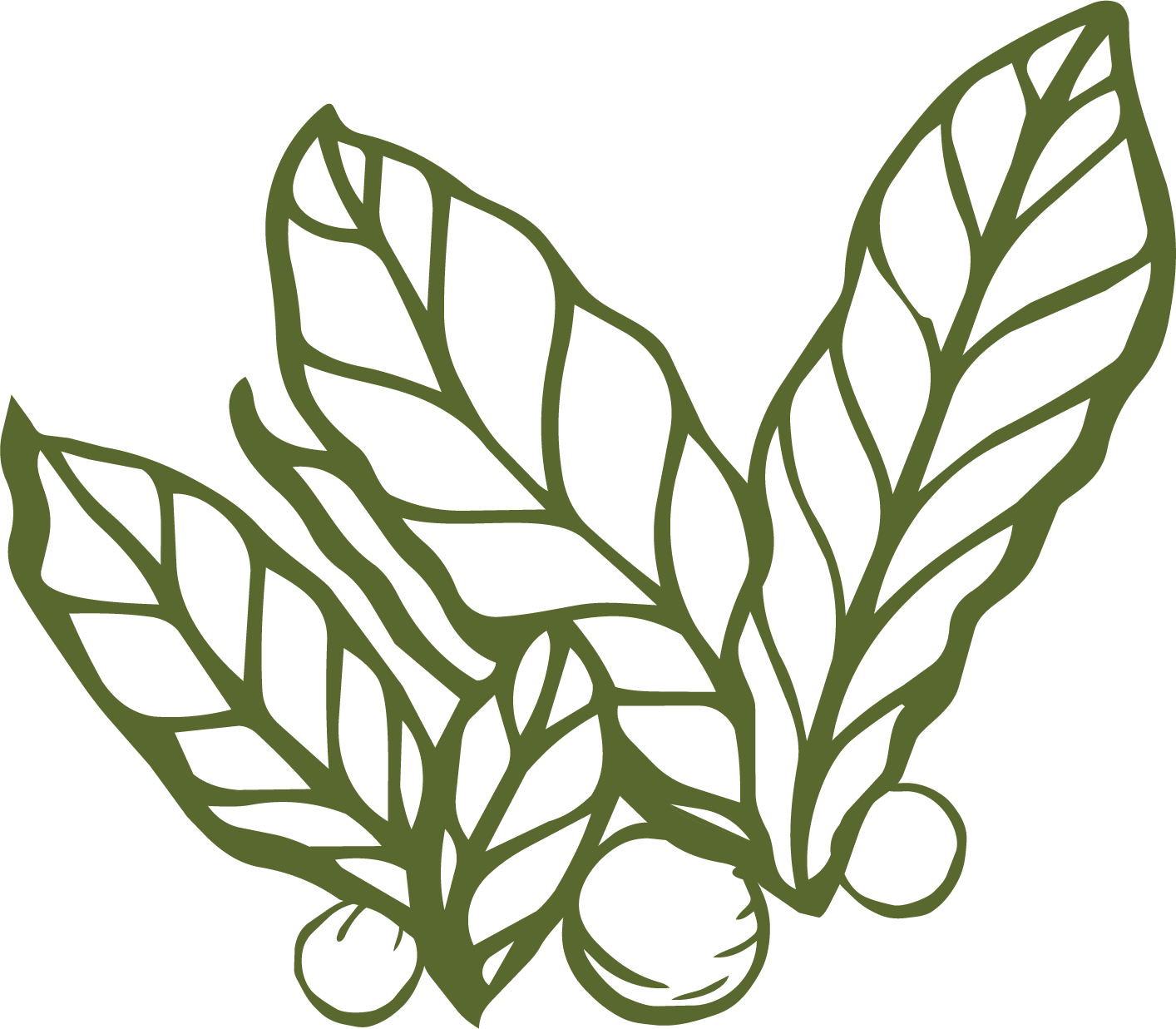 Illustration of a bunch of macadamia leaves with nuts at the bottom.
