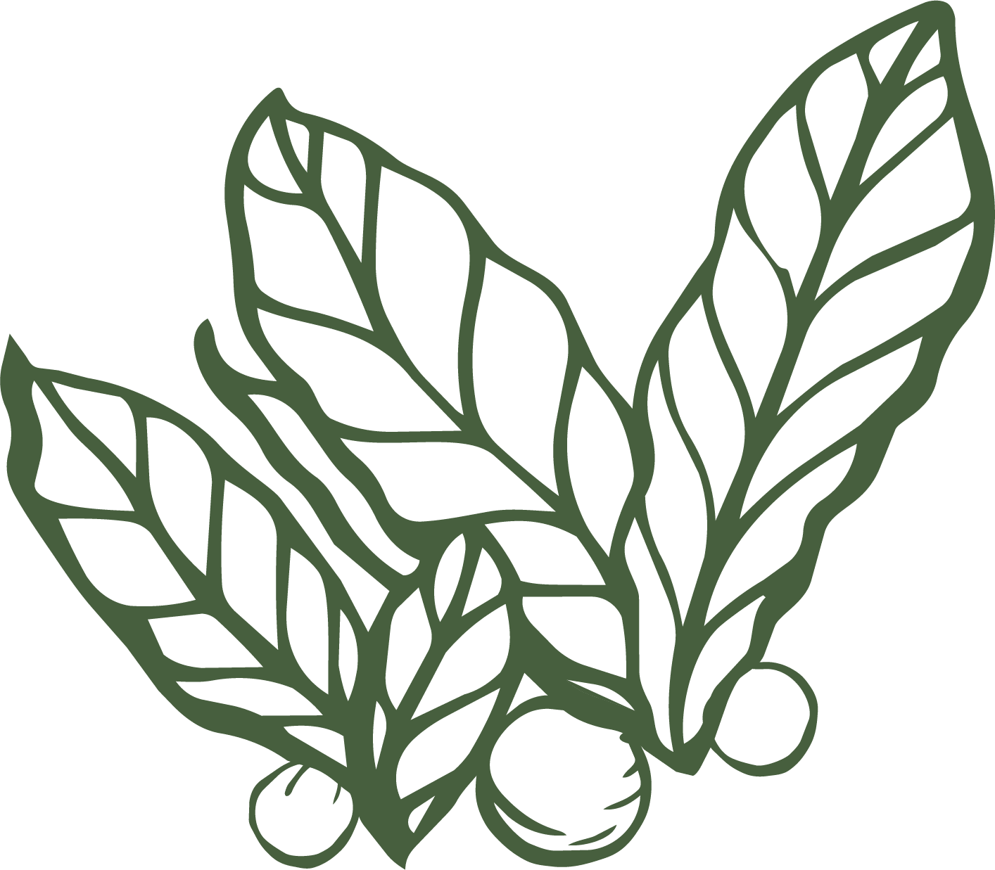 Illustration of a bunch of macadamia leaves with nuts at the bottom.