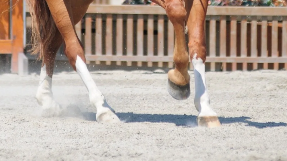 A horse's front legs moving on sandy ground in a paddock, with a wooden fence in the background.