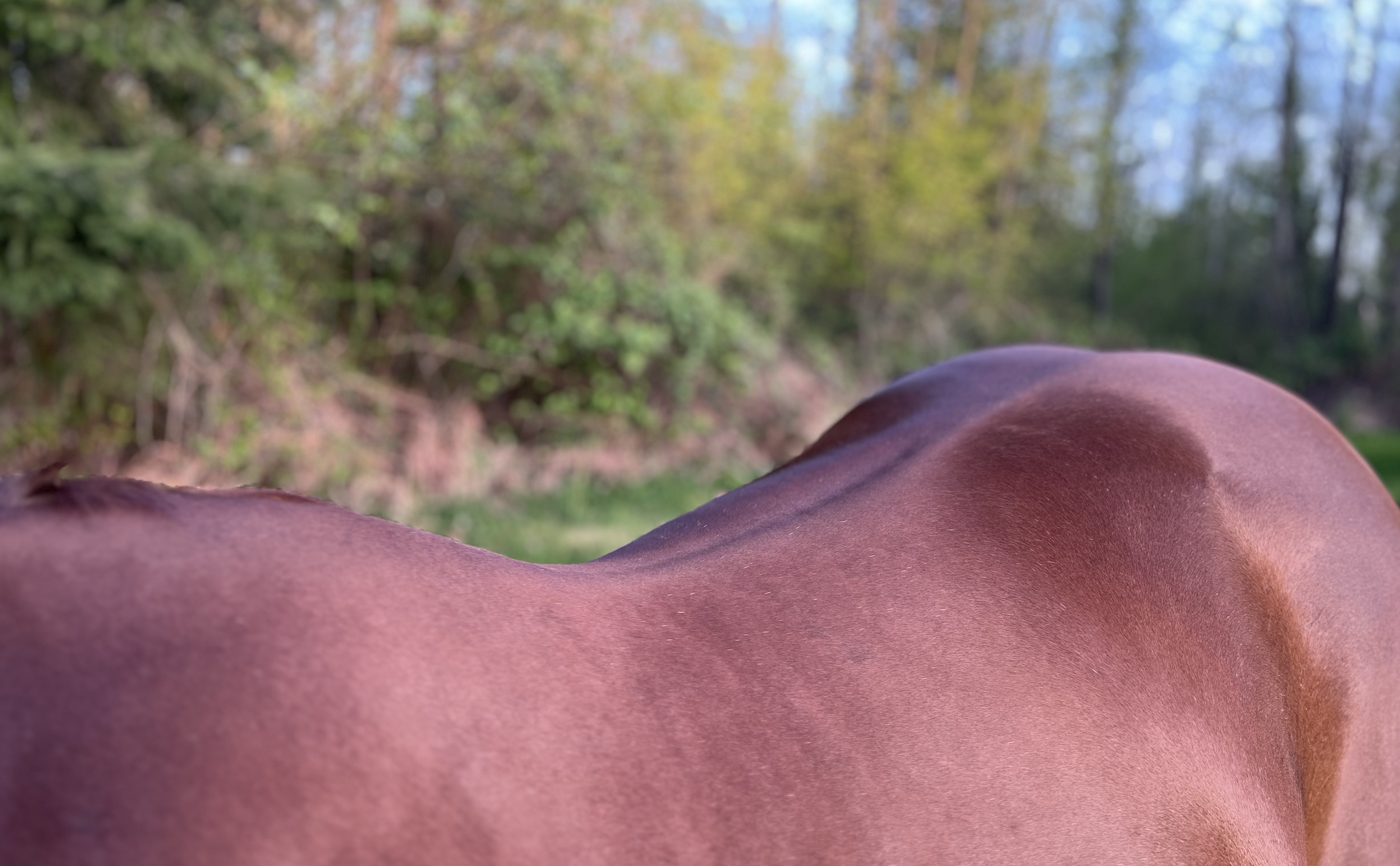 Close-up of a brown horse's back with a blurred background of trees and blue sky.