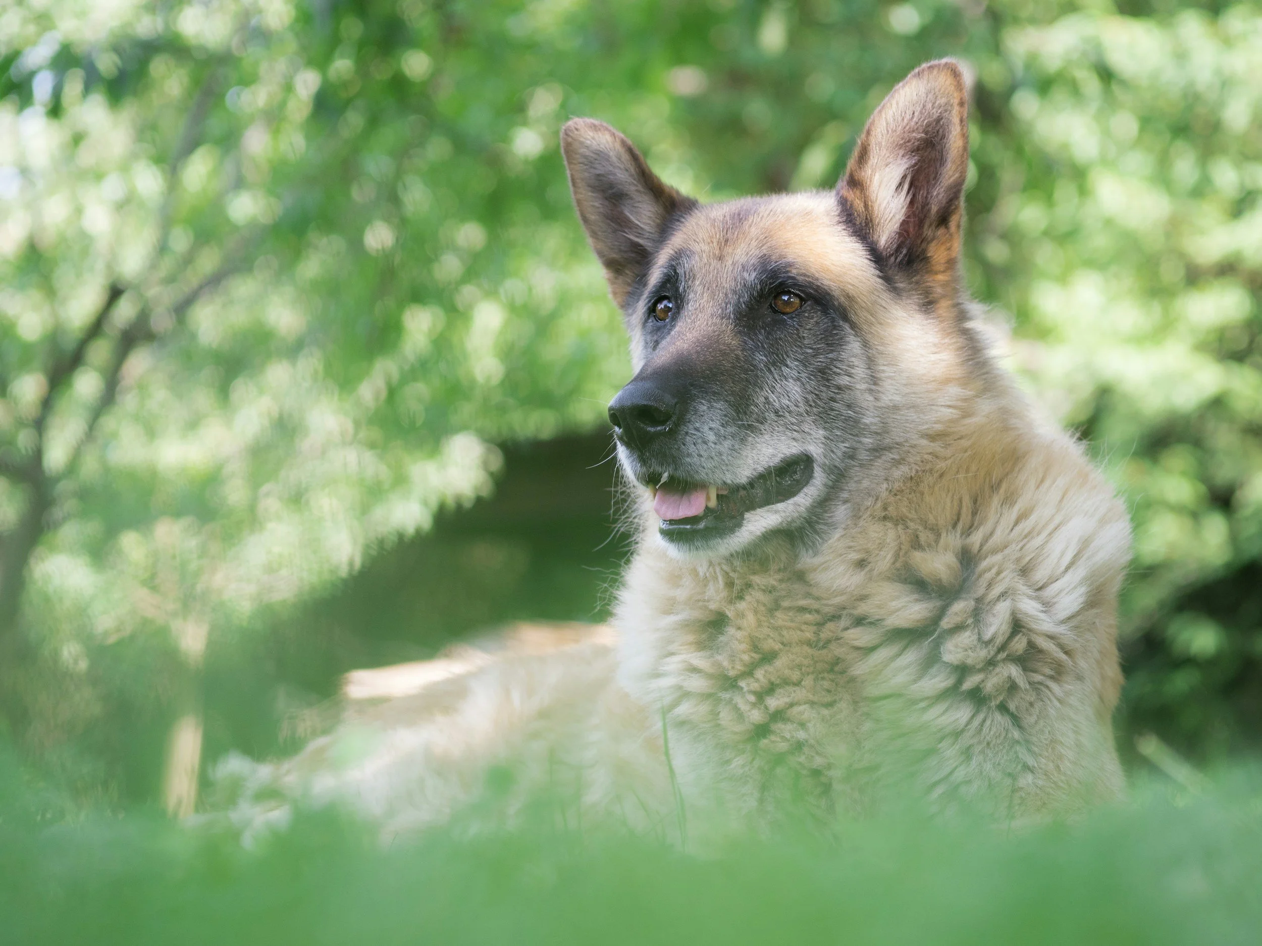 A dog with a fluffy, light-colored coat and erect ears lying in a green, leafy outdoor setting.