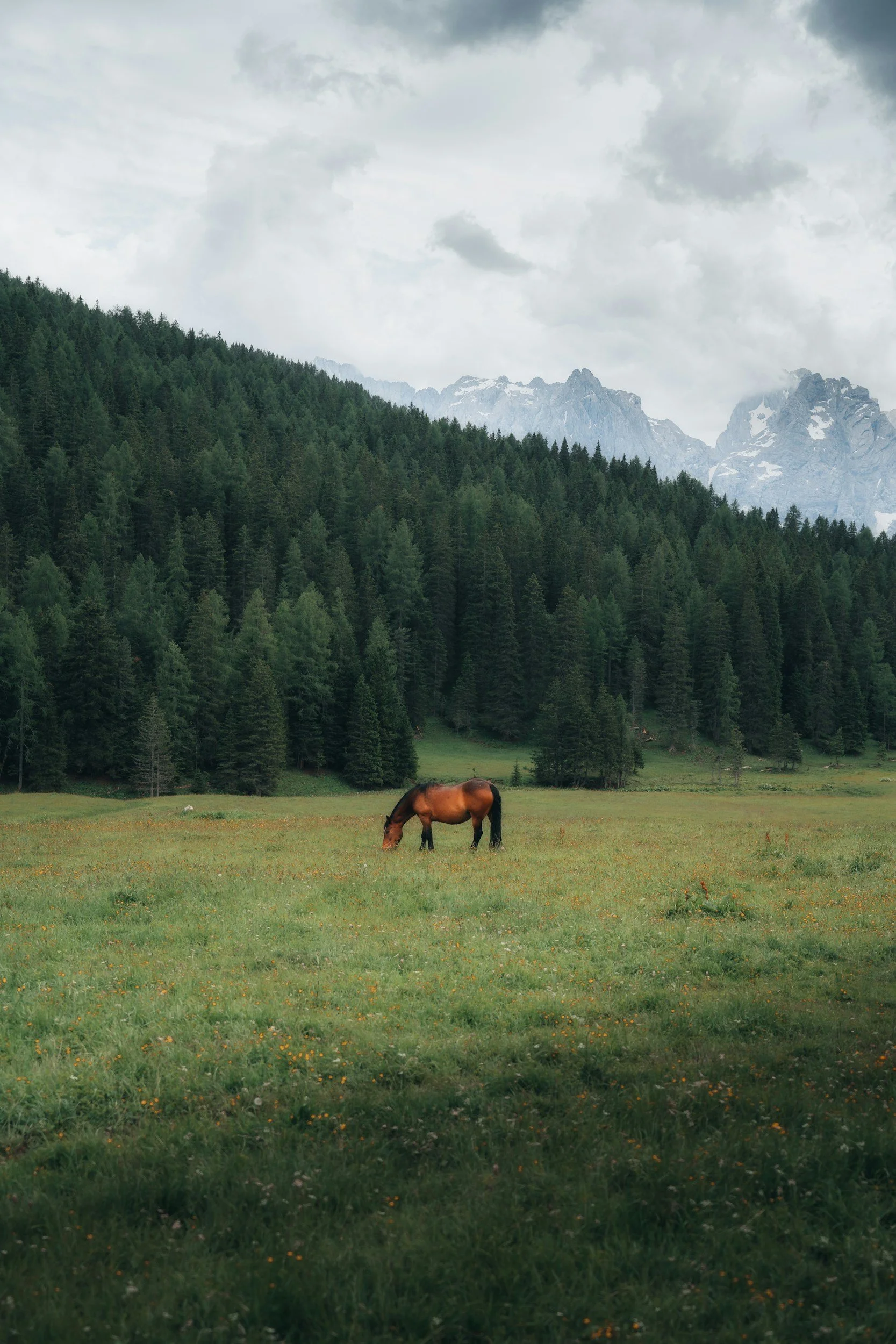 A lone horse grazing in a grassy meadow surrounded by dense evergreen trees and mountains under cloudy skies.