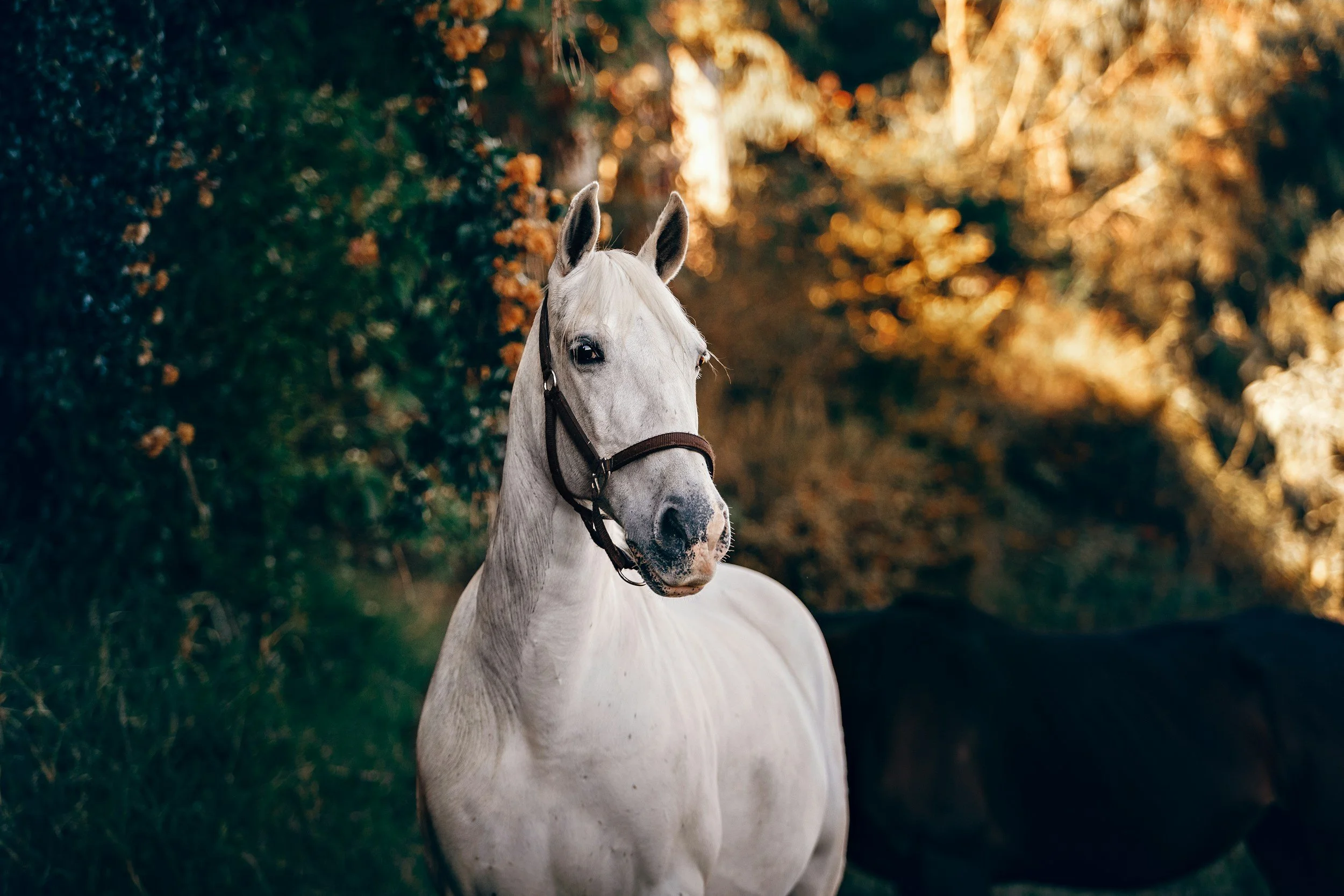 A white horse with a dark halter standing in a wooded area during autumn, with trees and foliage in shades of orange and brown in the background.