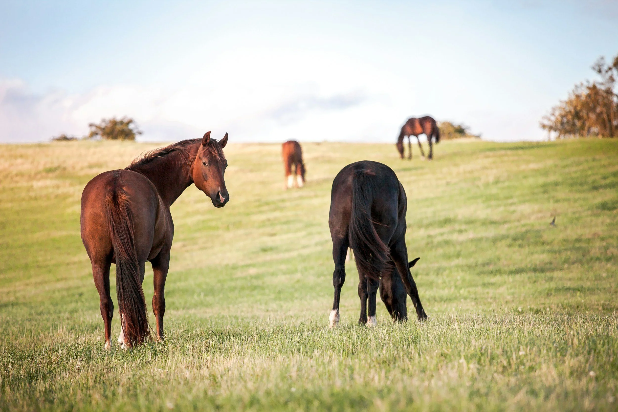 Four horses grazing on a green hillside with a few trees in the background under a partly cloudy sky.