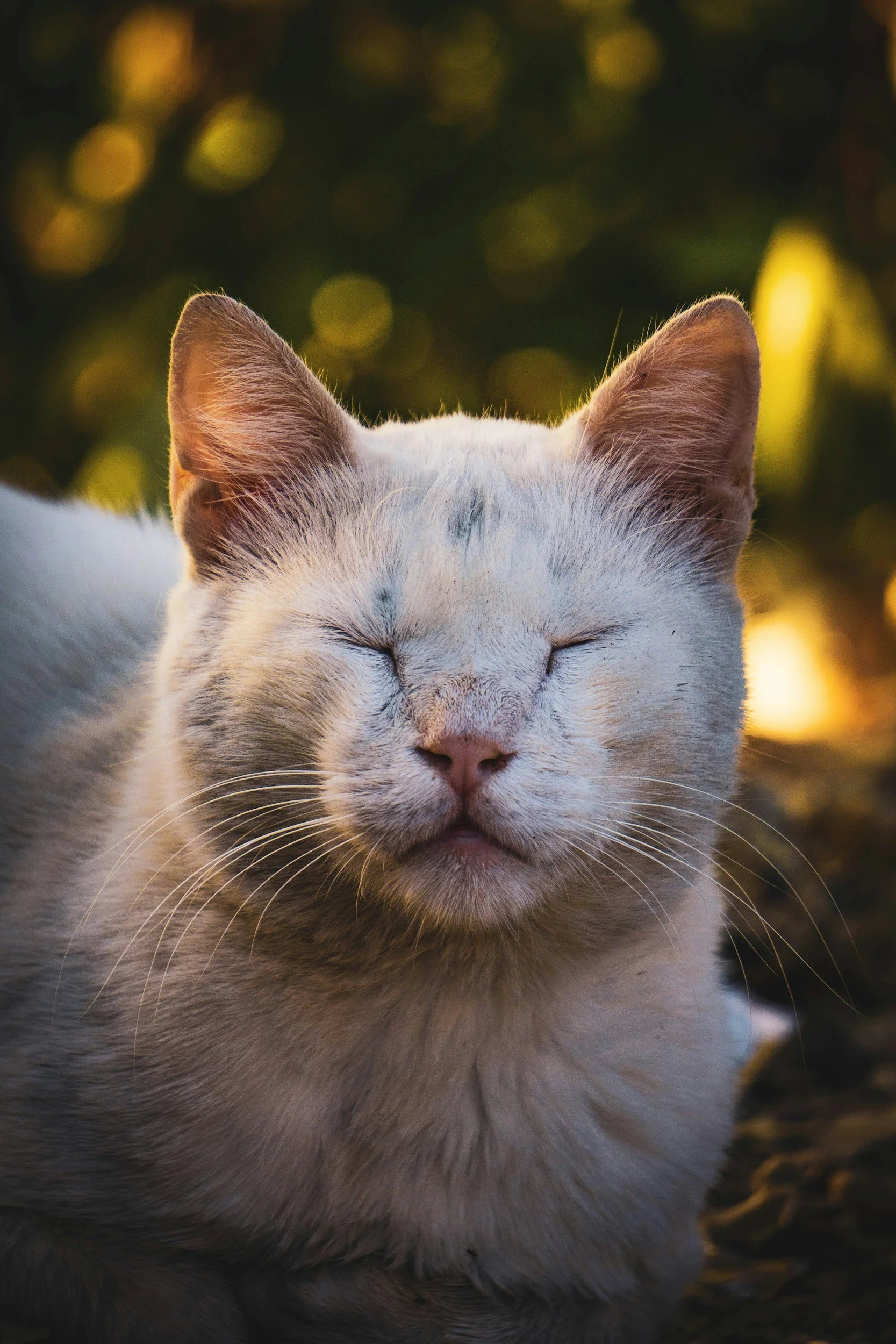 A white cat with closed eyes and a serene expression, outdoors with a blurred background of green and yellow foliage.