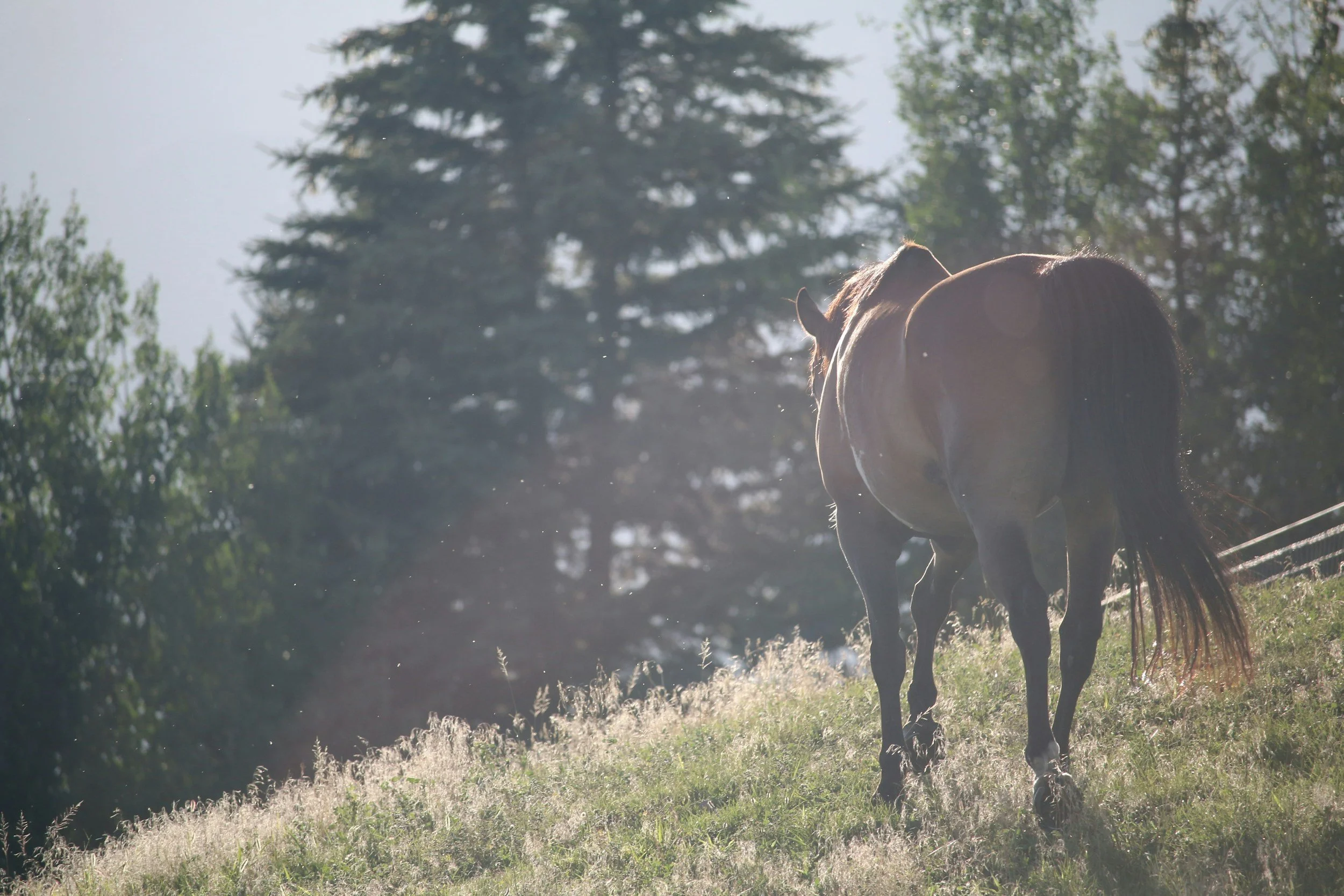 A brown horse walking on a grassy hill with trees in the background, backlit by sunlight.