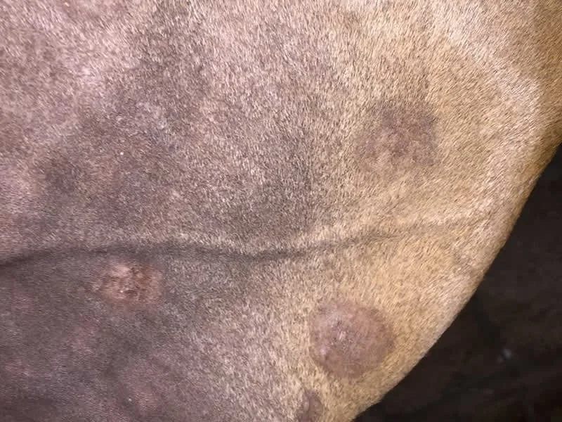 Close-up of horse sarcoid