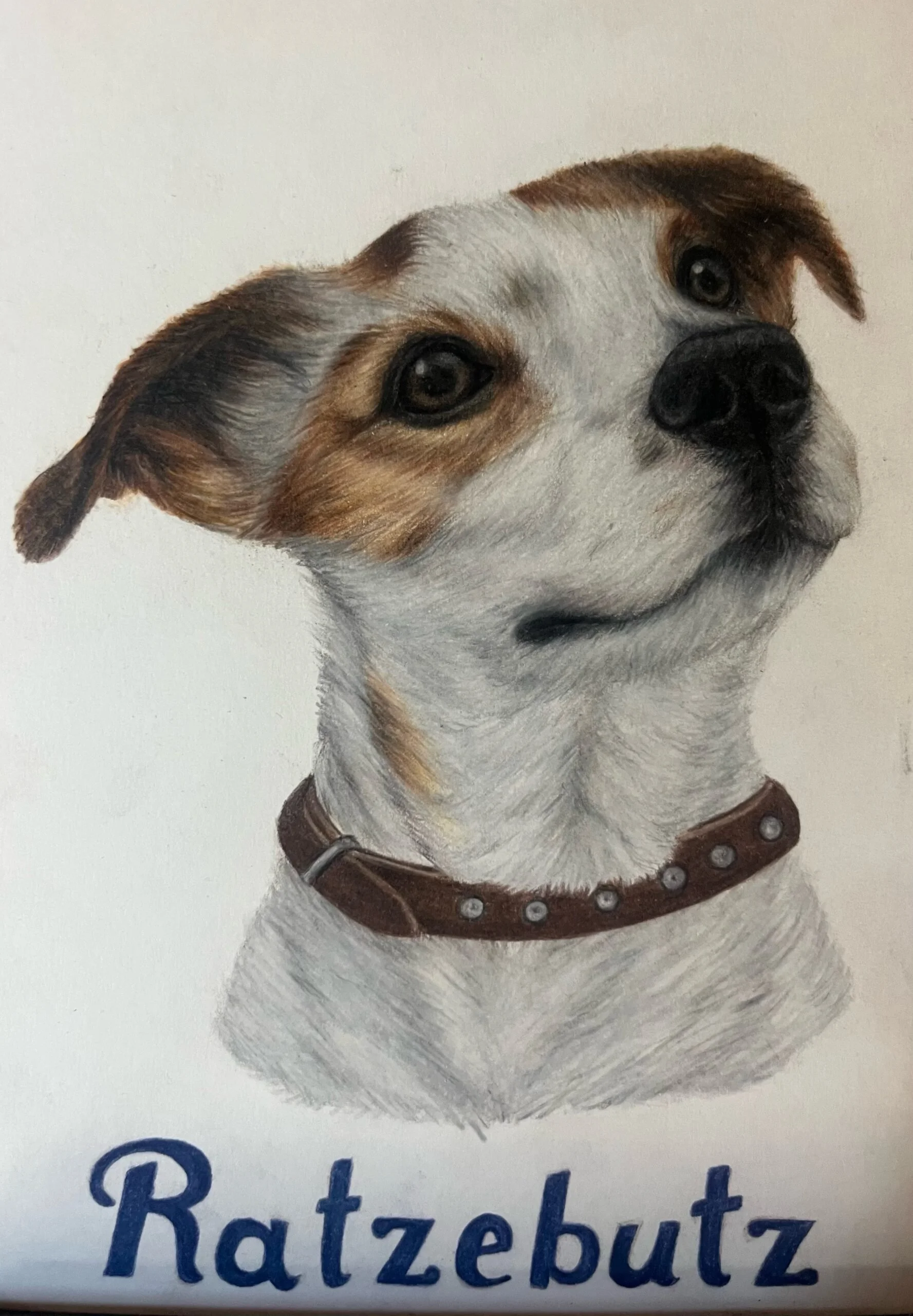 Drawing of a dog with white and brown fur, a brown collar, and a black nose, with the word "Ratzebutz" written underneath.