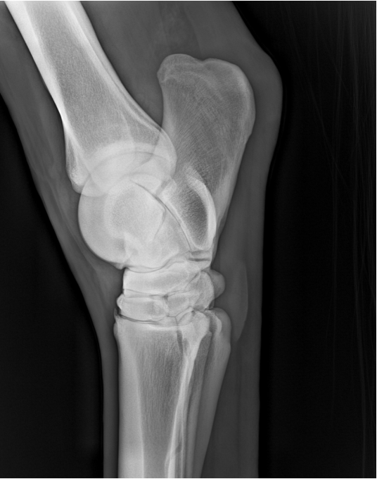 X-ray or radiograph of a horse's hock joint.