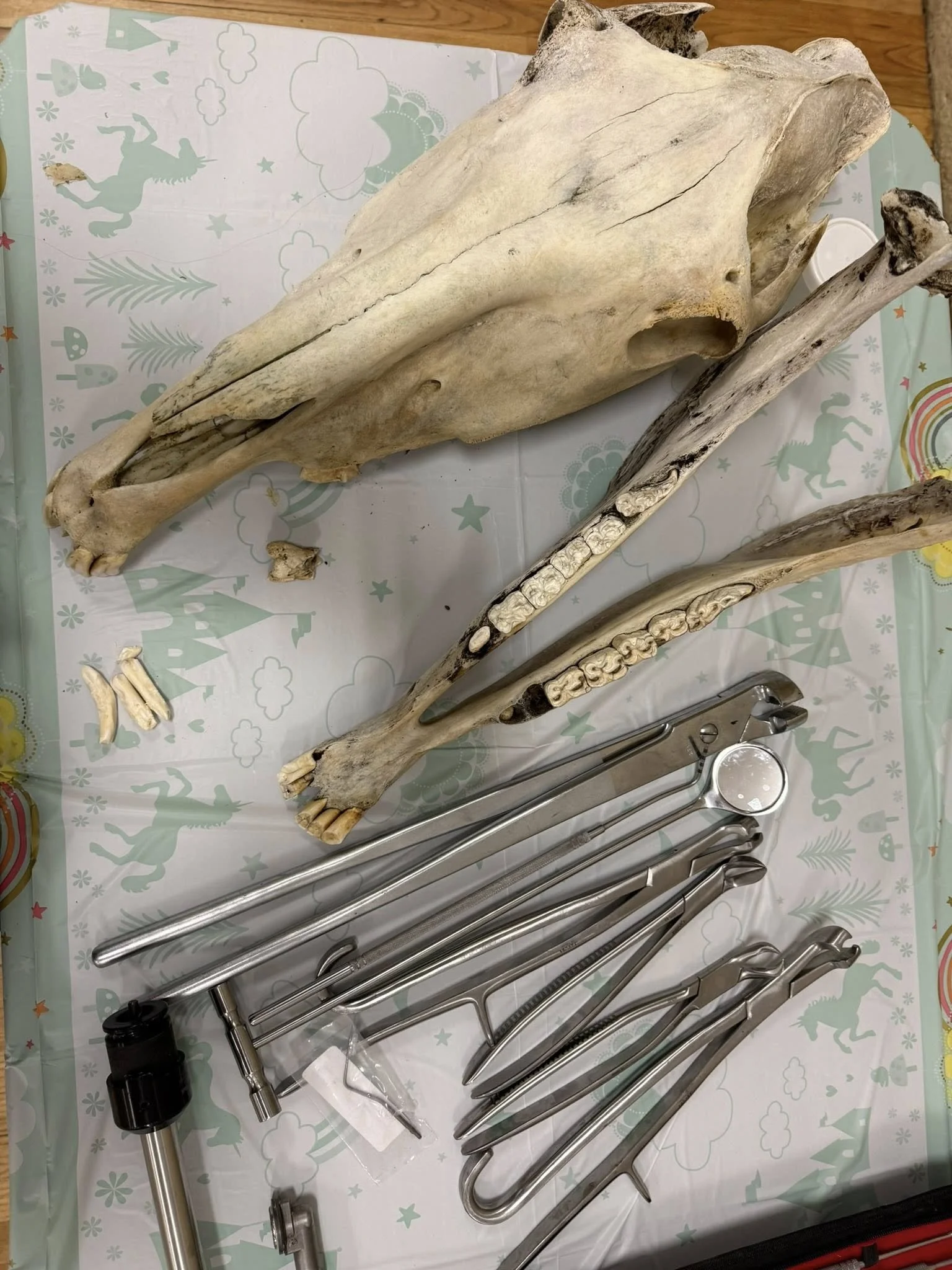 Various stainless steel medical and surgical instruments, including forceps, scalpels, and a dental mirror, laid out on a table with a plastic sheet featuring colorful unicorn and rainbow designs, alongside a large animal skull.