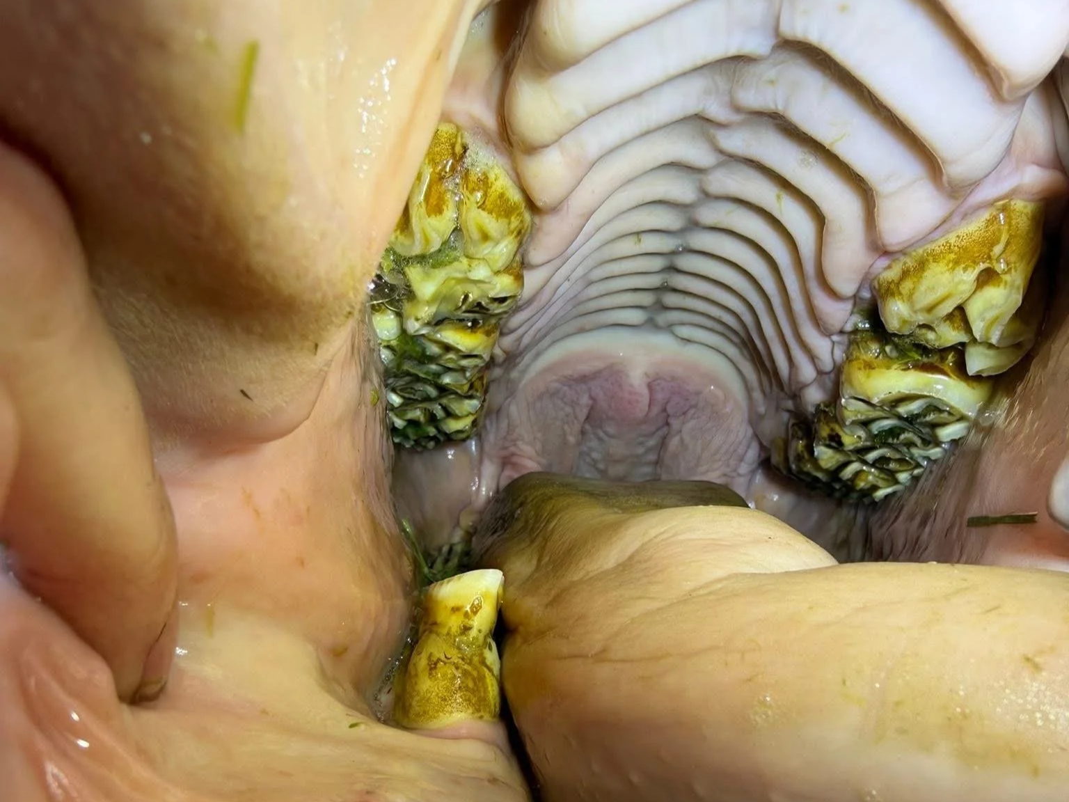 Close-up of the inside of a horse's mouth