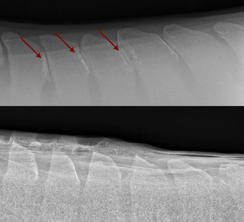 X-ray images of a horse's dorsal spinous processes