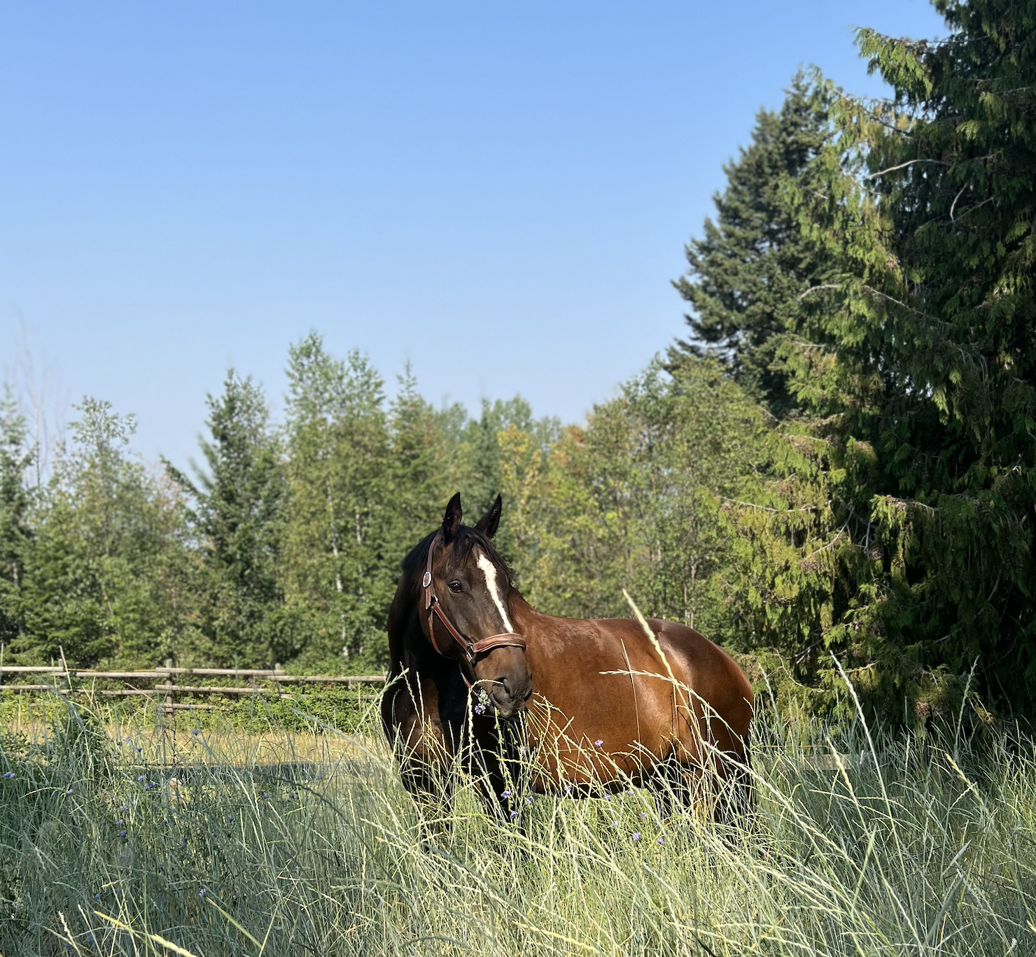A brown horse with a white stripe on its face grazing in a field of tall grass, with trees and a blue sky in the background.