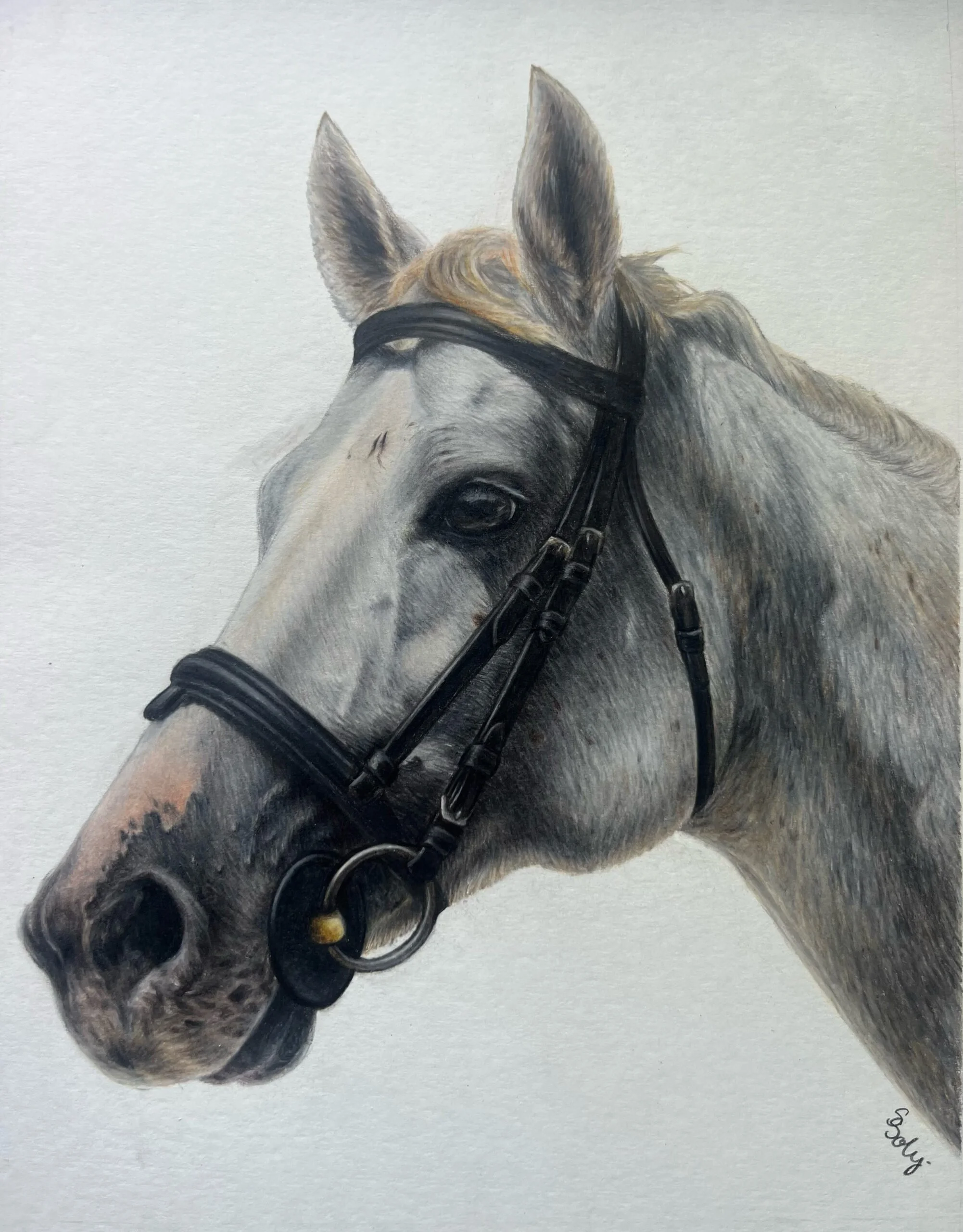 A detailed drawing or painting of a horse's head wearing a bridle against a plain background.