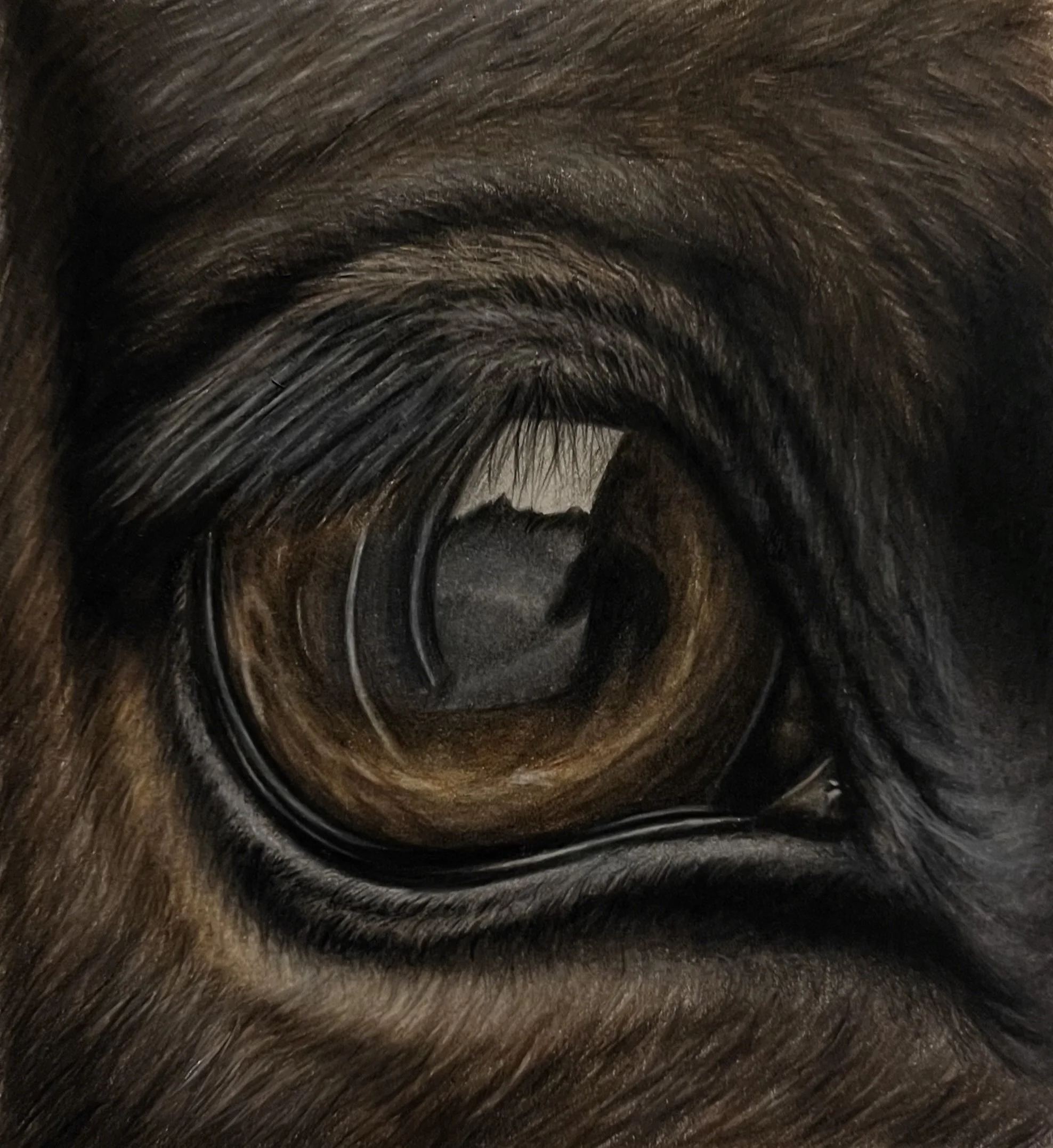 Close-up of a horses's eye with detailed fur and reflections in the cornea.