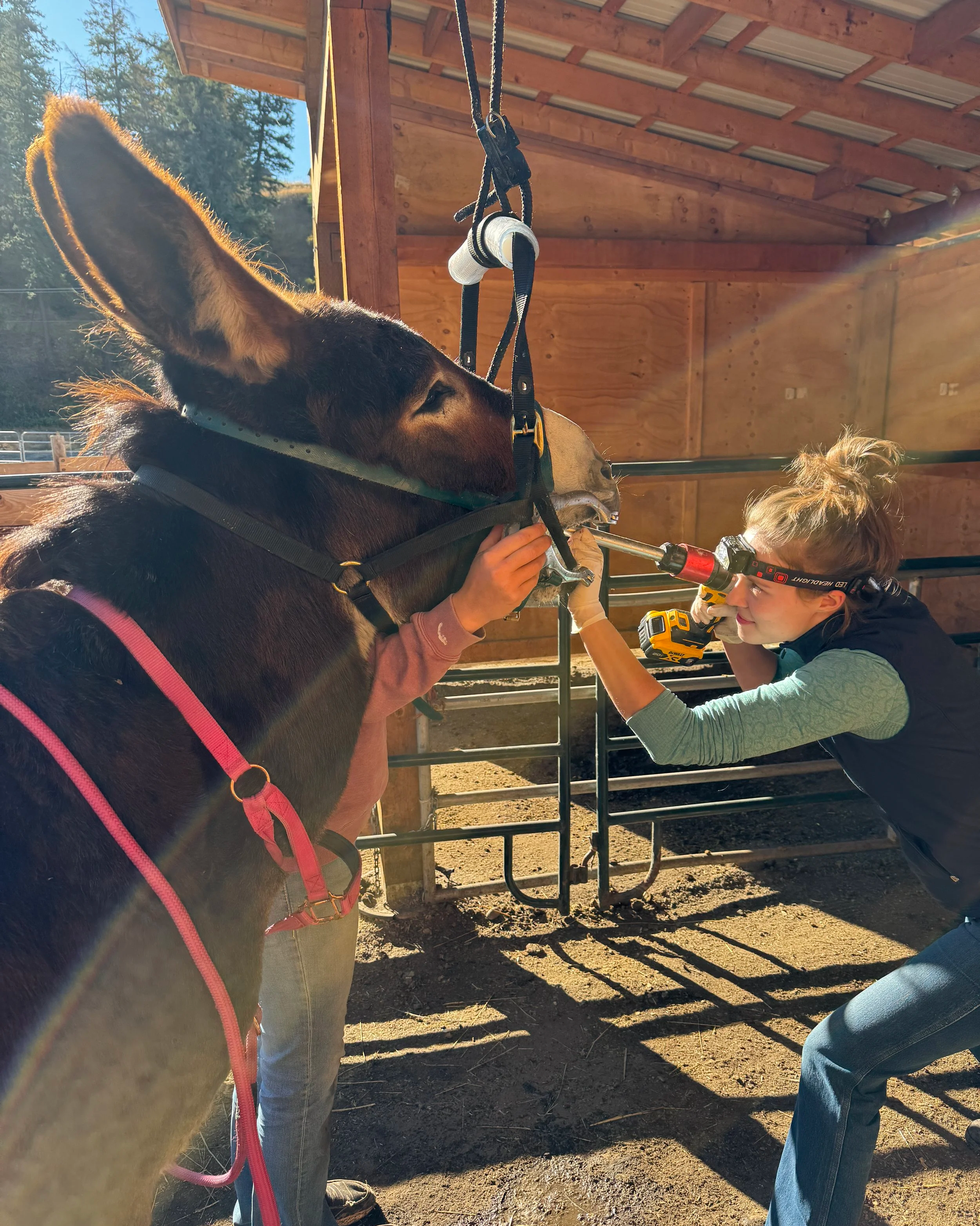 People working with a horse under a wooden roof, with one person holding the horse's bridle and another using a tool on the horse's leg.