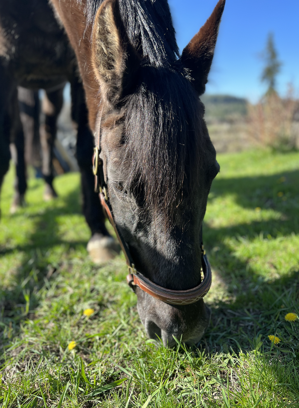 Close-up of a black horse grazing on green grass under a clear blue sky.