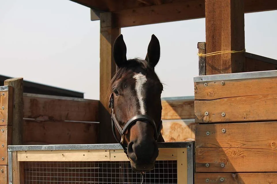 A dark brown horse with a white star on its face looking over a wooden fence.