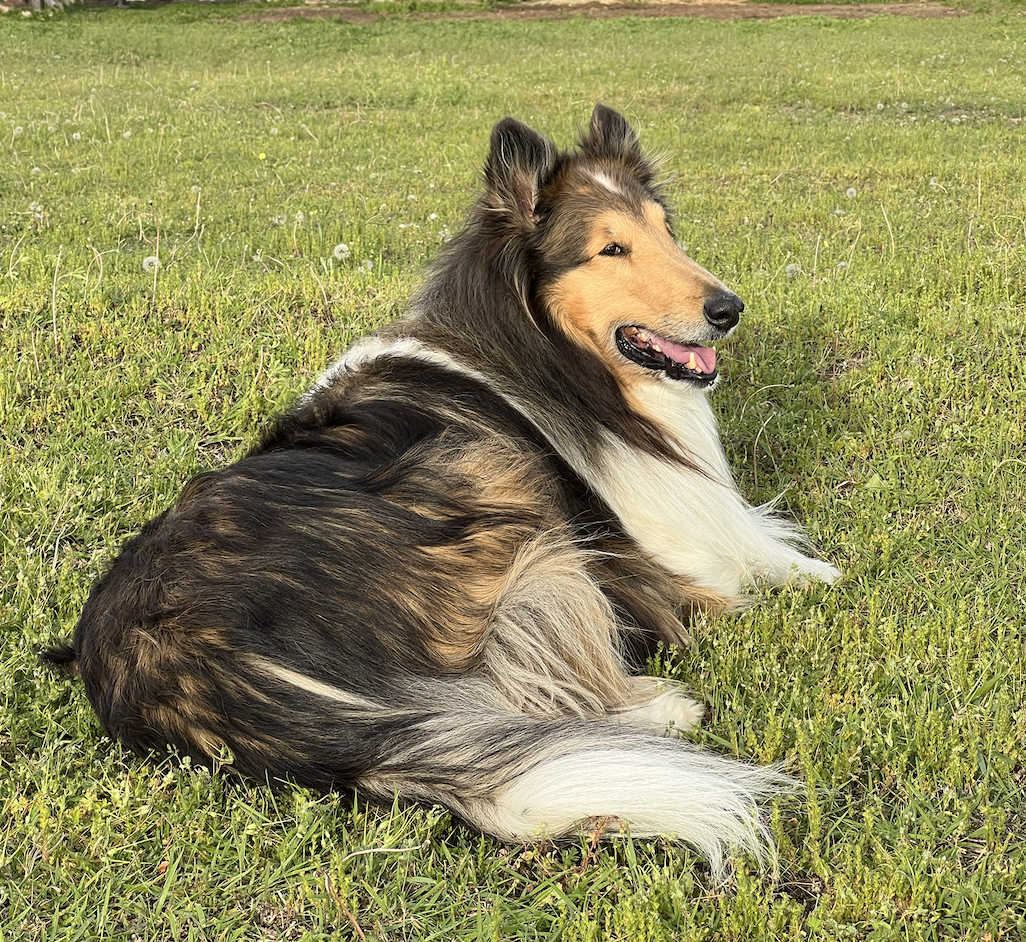 A rough coated collie dog laying on a grassy field, looking to the side with a happy expression.