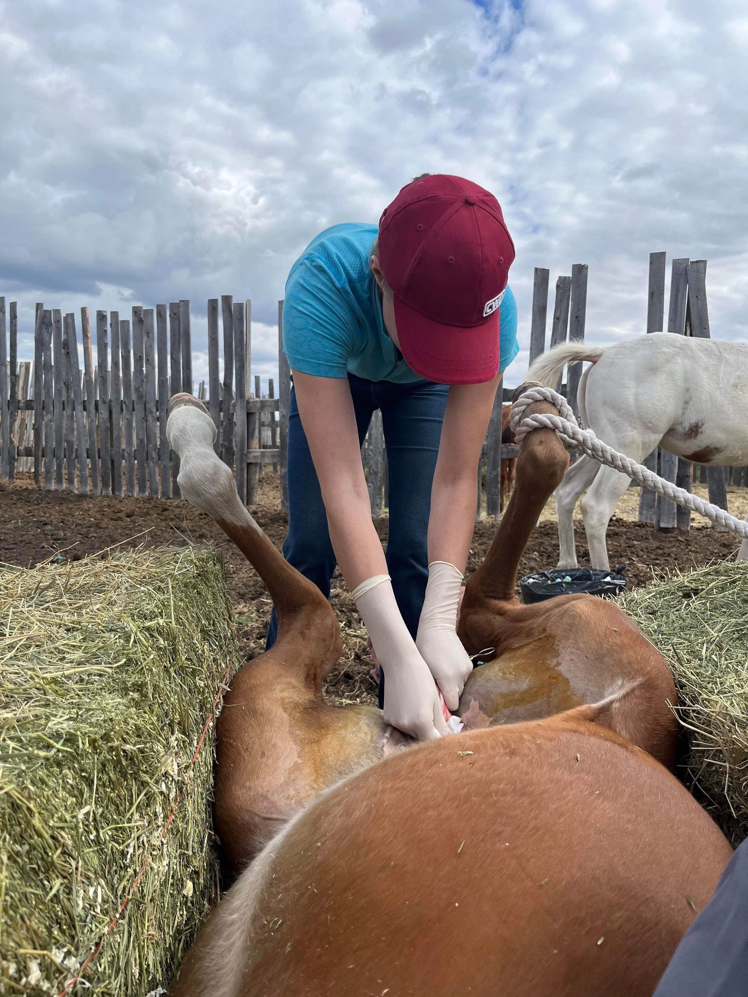 A person in a red cap and blue shirt is caring for a brown foal that is lying on its side in a stable. The person appears to be cleaning or inspecting the foal's legs. There are a white horse and a wooden fence in the background, with a cloudy sky overhead.