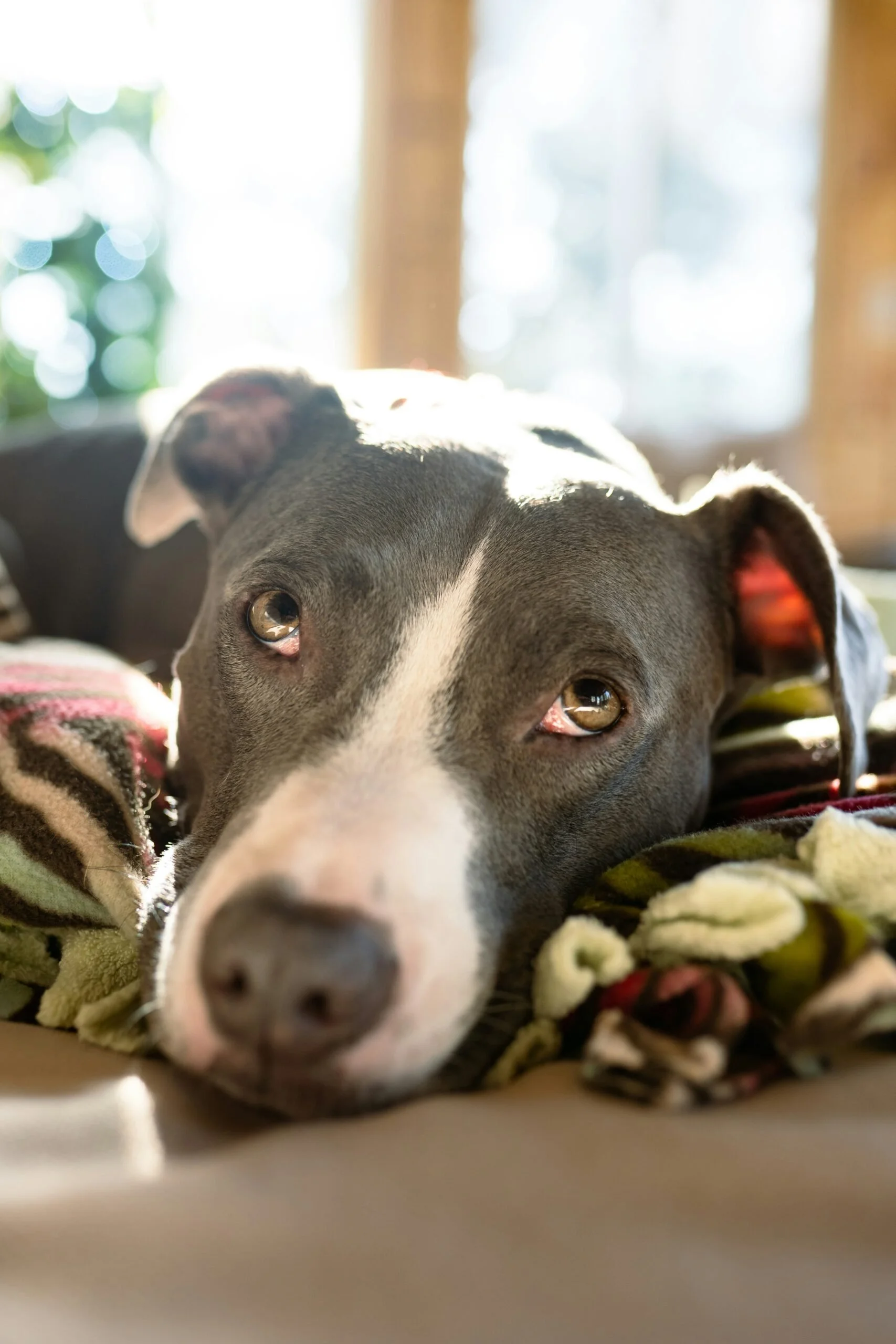 A grey and white dog lying on a blanket, resting its head, with soft natural light coming in from a window in the background.