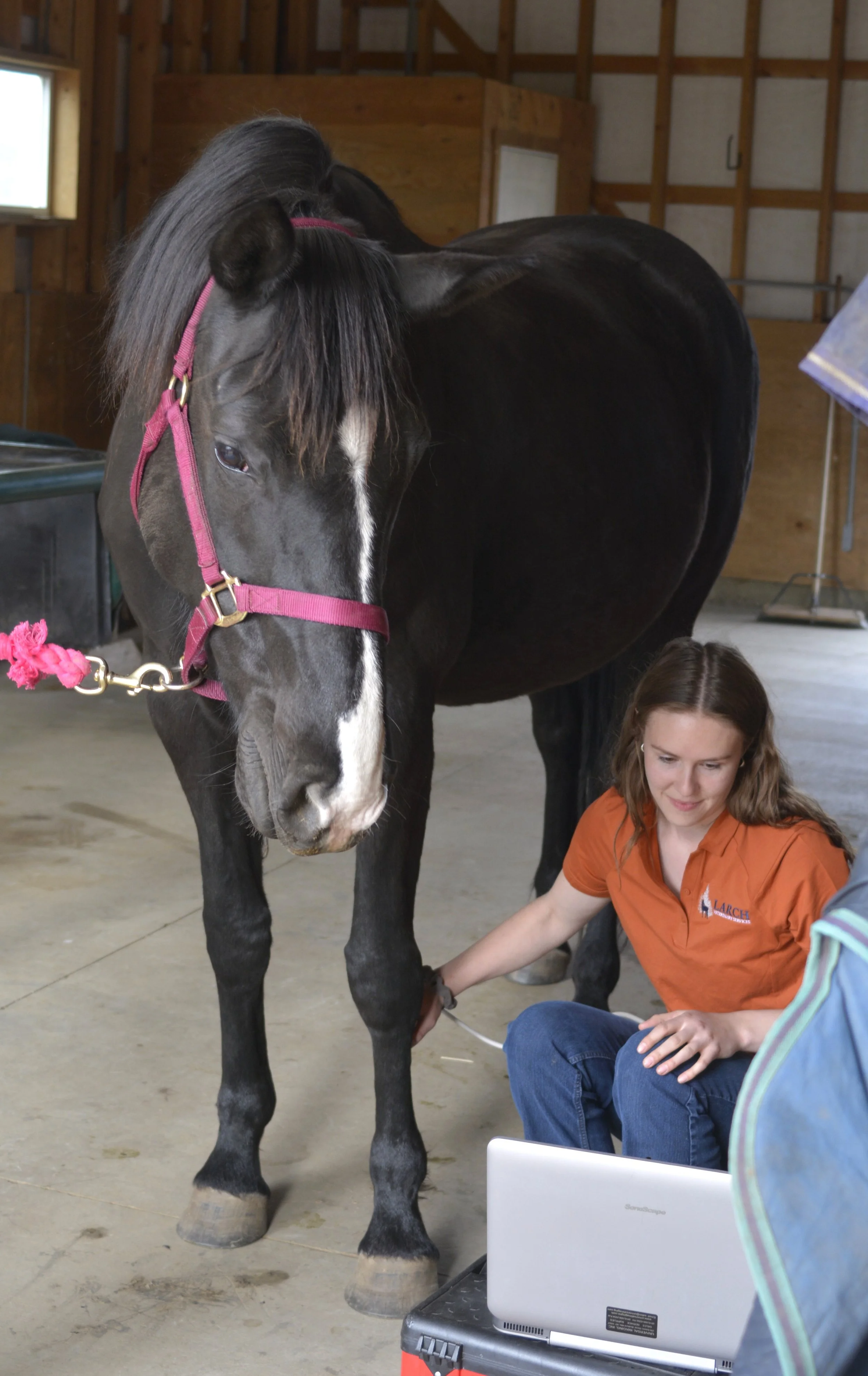 A woman in an orange polo shirt sitting on the ground while a large black horse stands nearby. The woman in the polo shirt is performing an ultrasound exam on the horse's leg