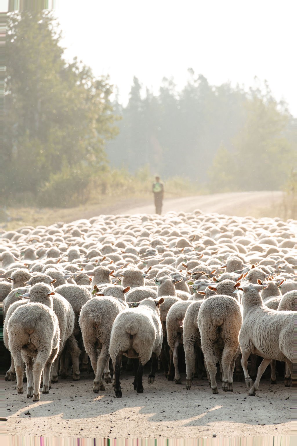 Shepherding-21.jpg