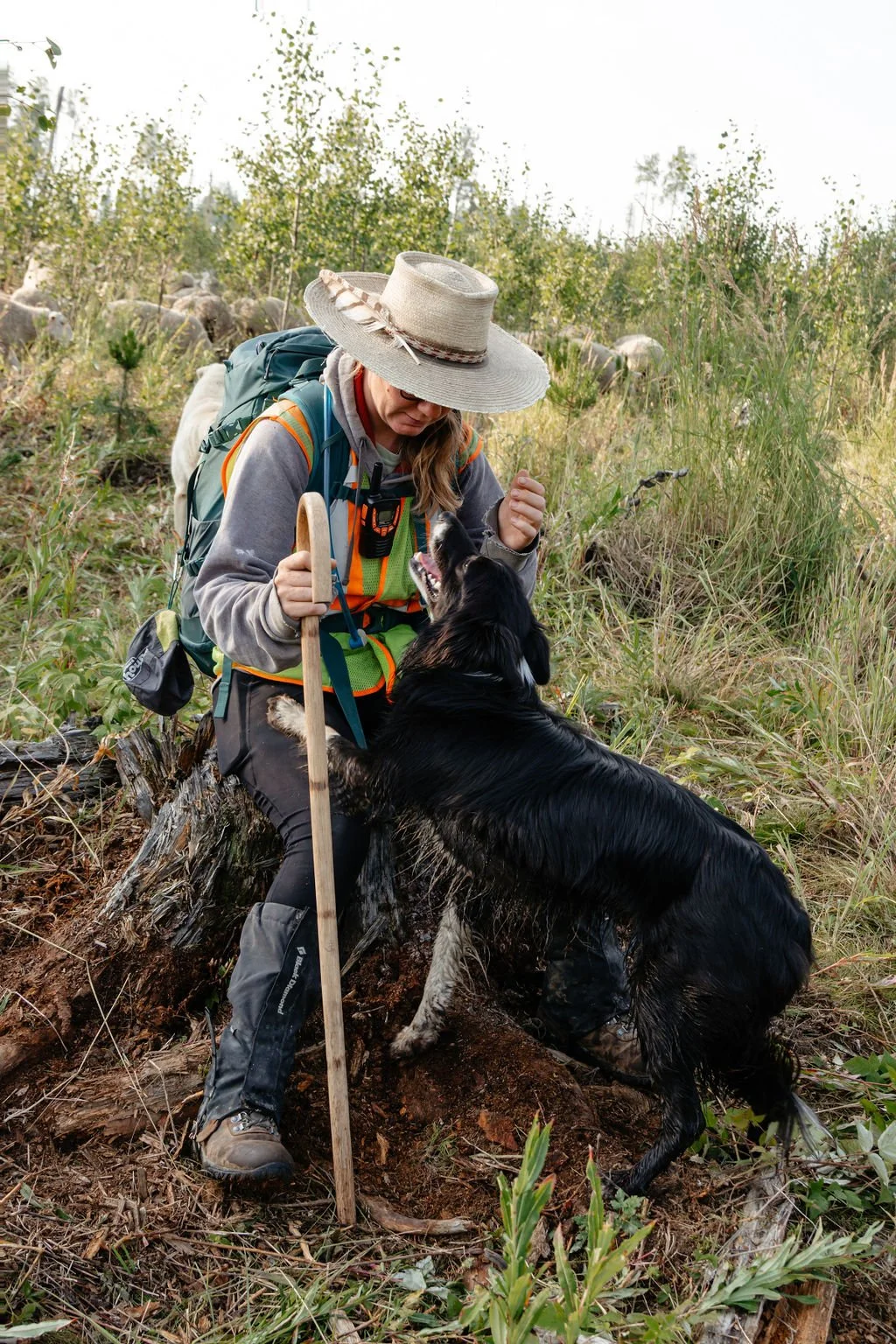 Shepherding-11 (1).jpg