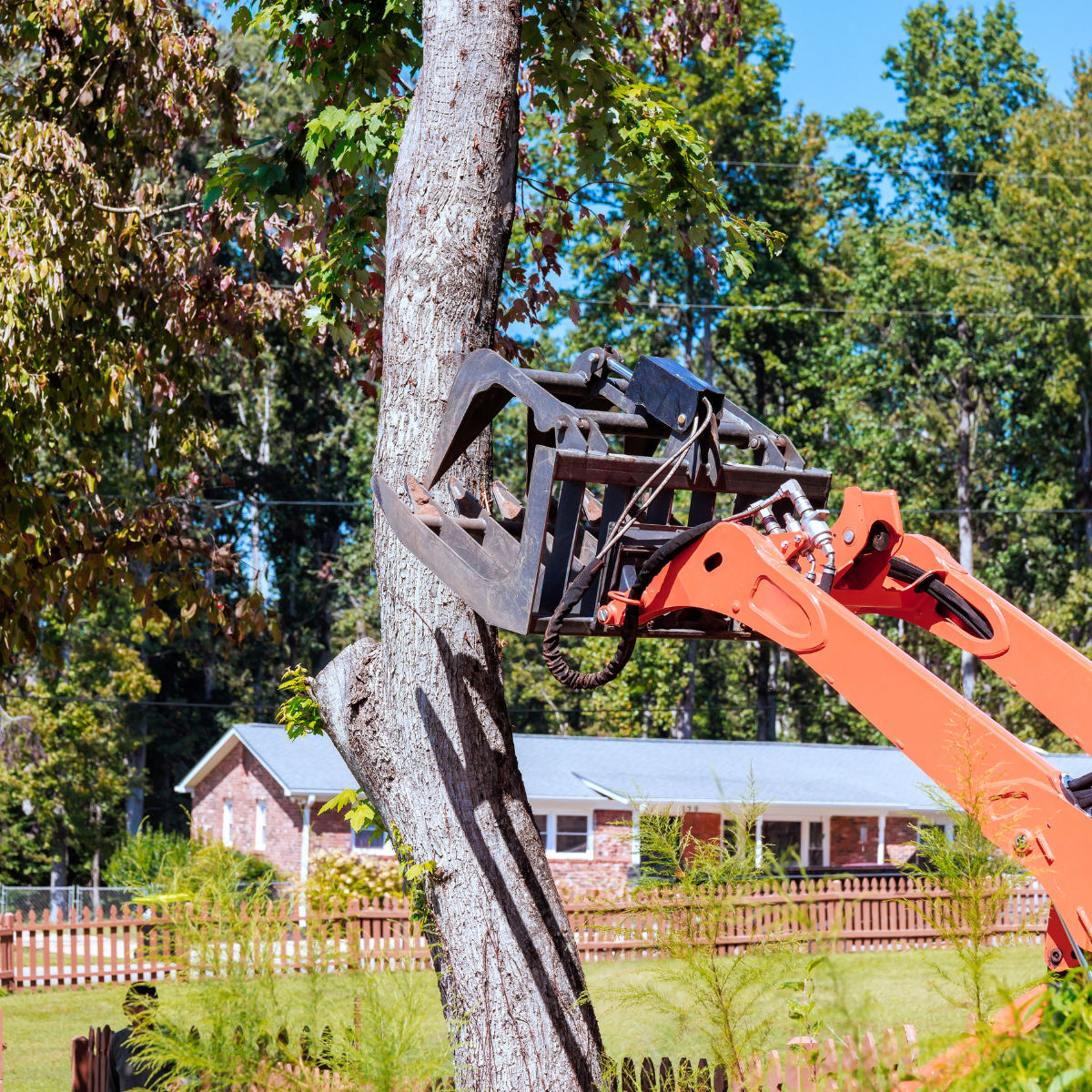 Tree Removal