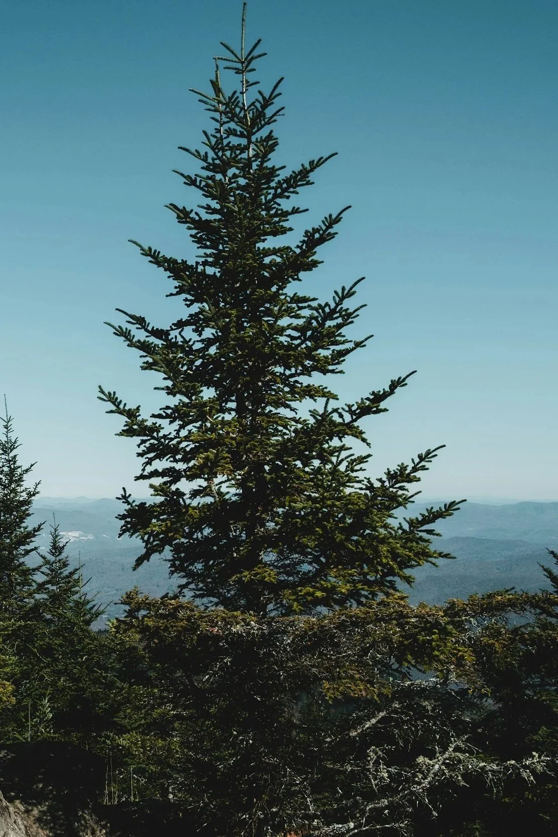 A tall pine tree on a mountain with a clear blue sky and distant mountain range in the background.
