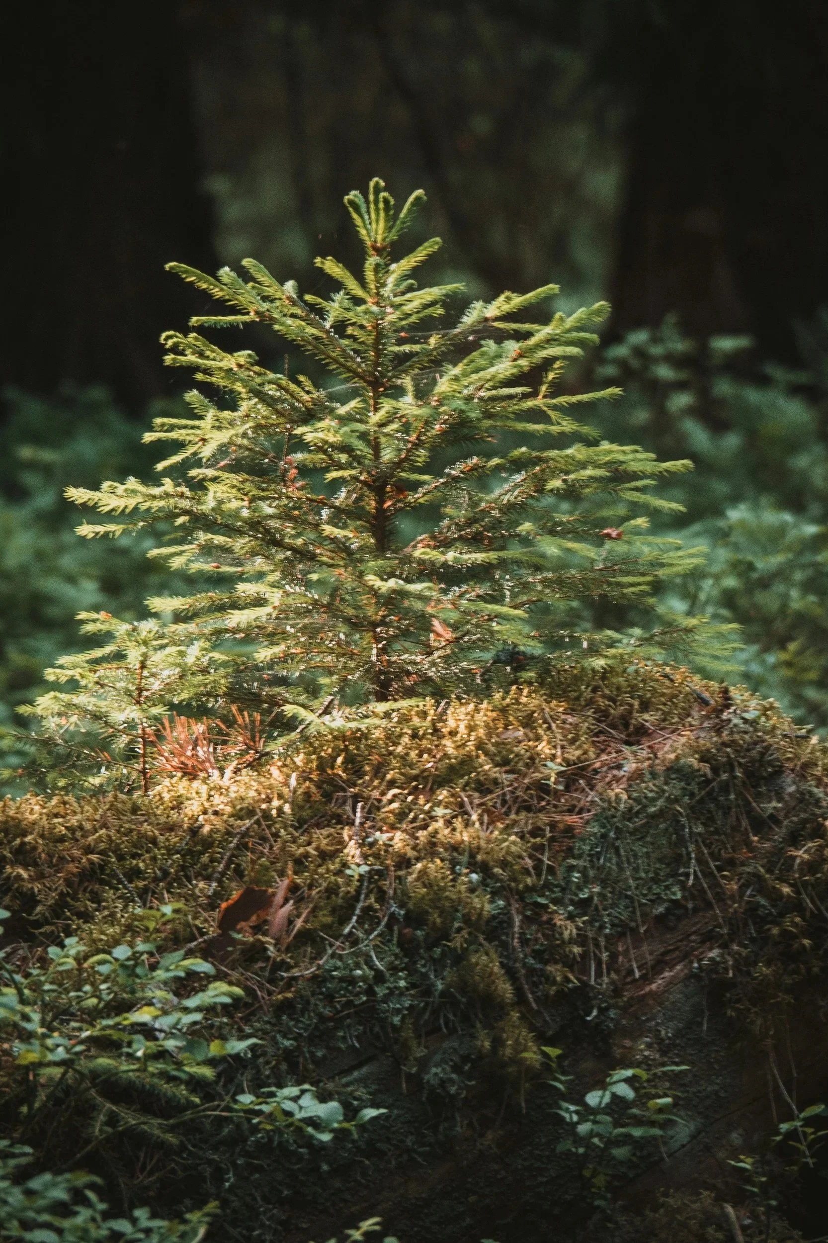 Young evergreen tree growing in a dense forest with green foliage and dark shadows in the background.