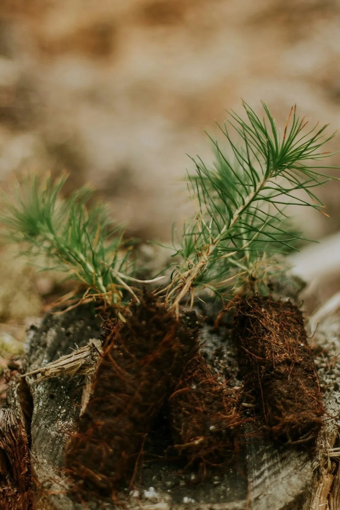 A small green pine seedling growing in dark soil with roots visible, on a natural ground with a blurred background.