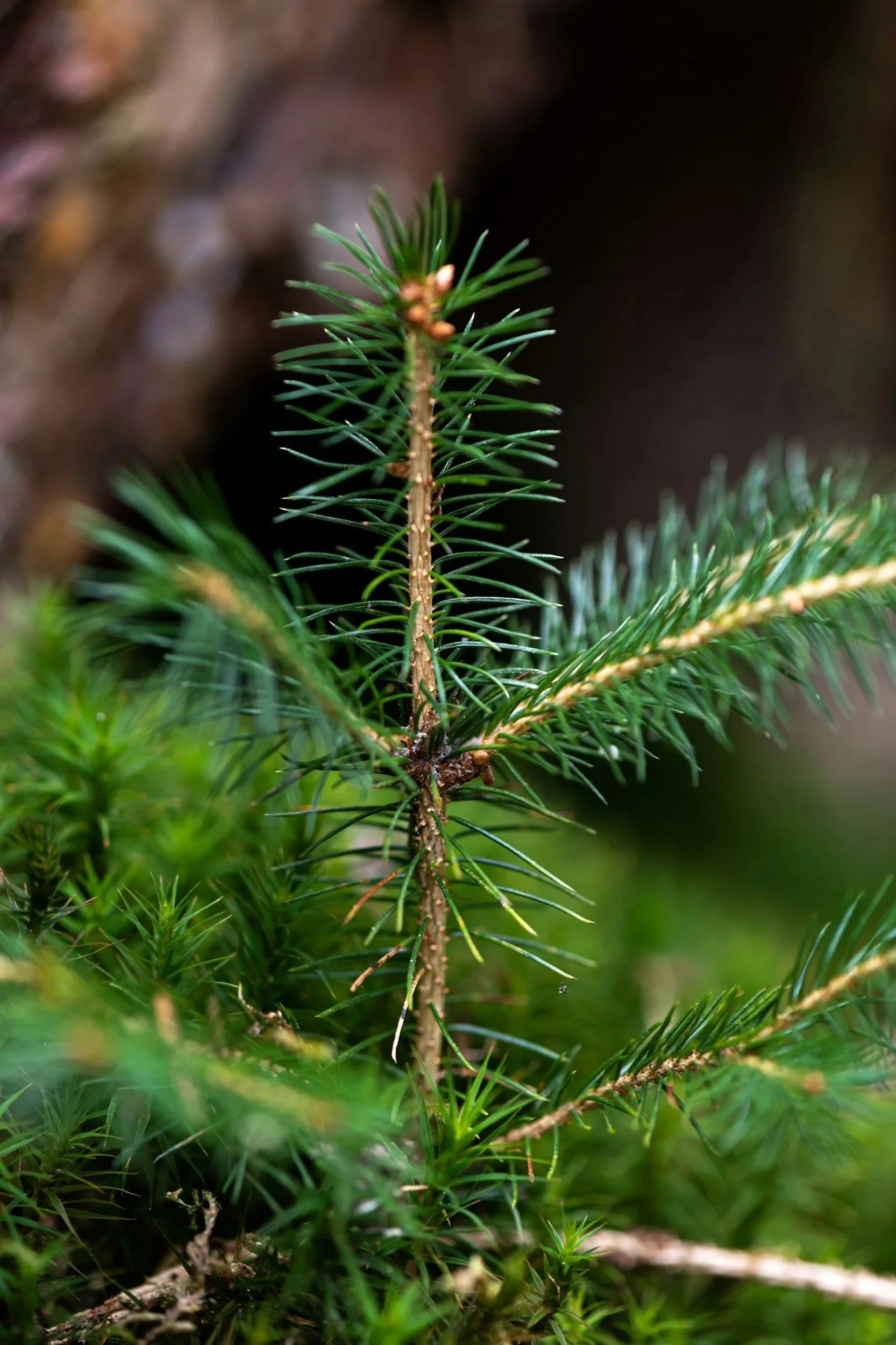 Close-up of green pine tree branches with needle-like leaves.