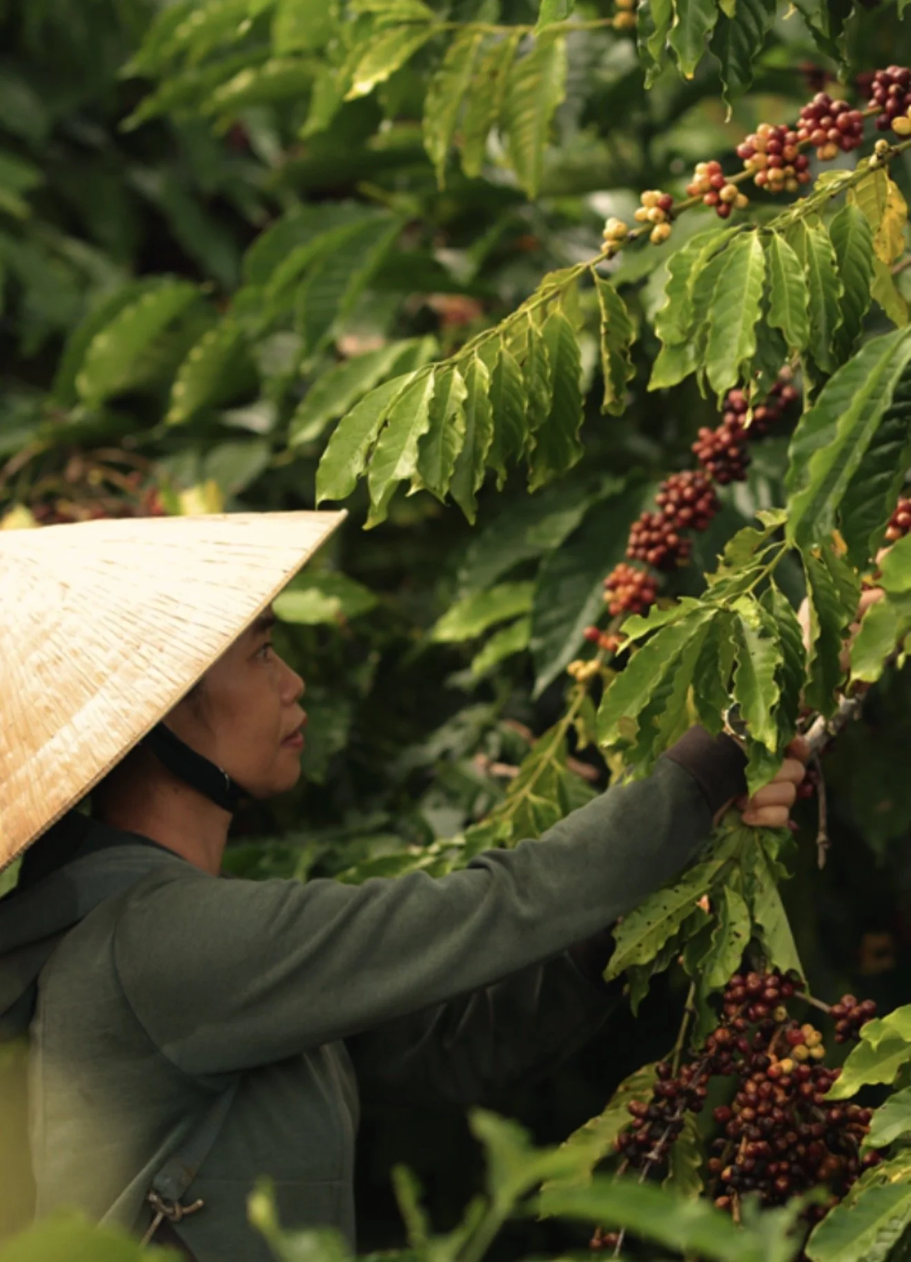 A person wearing a traditional straw conical hat and a green jacket harvests ripe coffee cherries from a coffee plant in a lush, green coffee plantation.