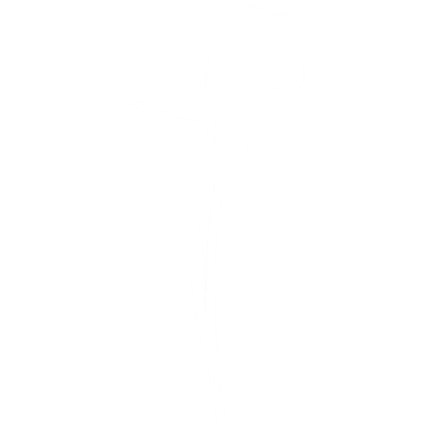 Lilies