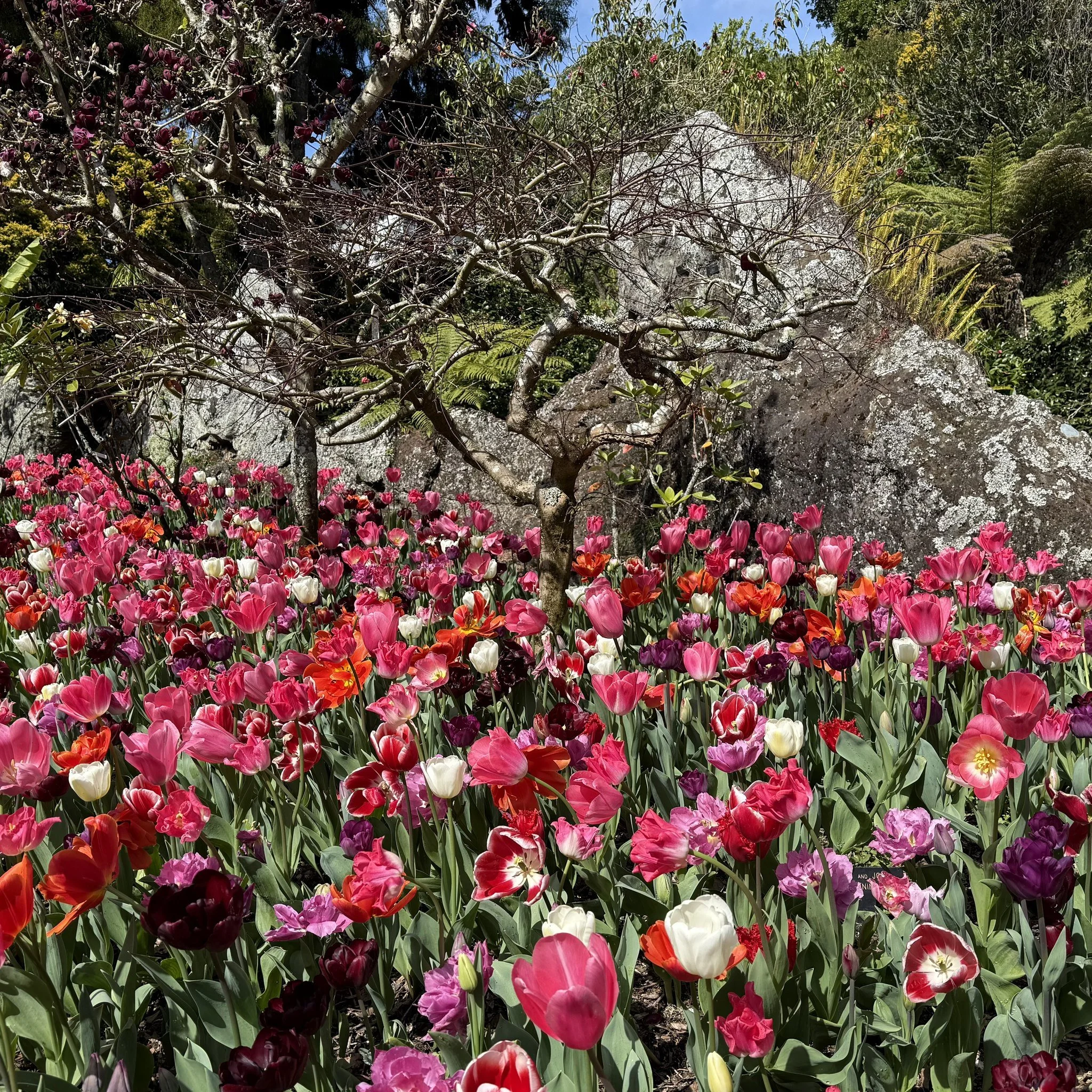 Tulip Festival 2026