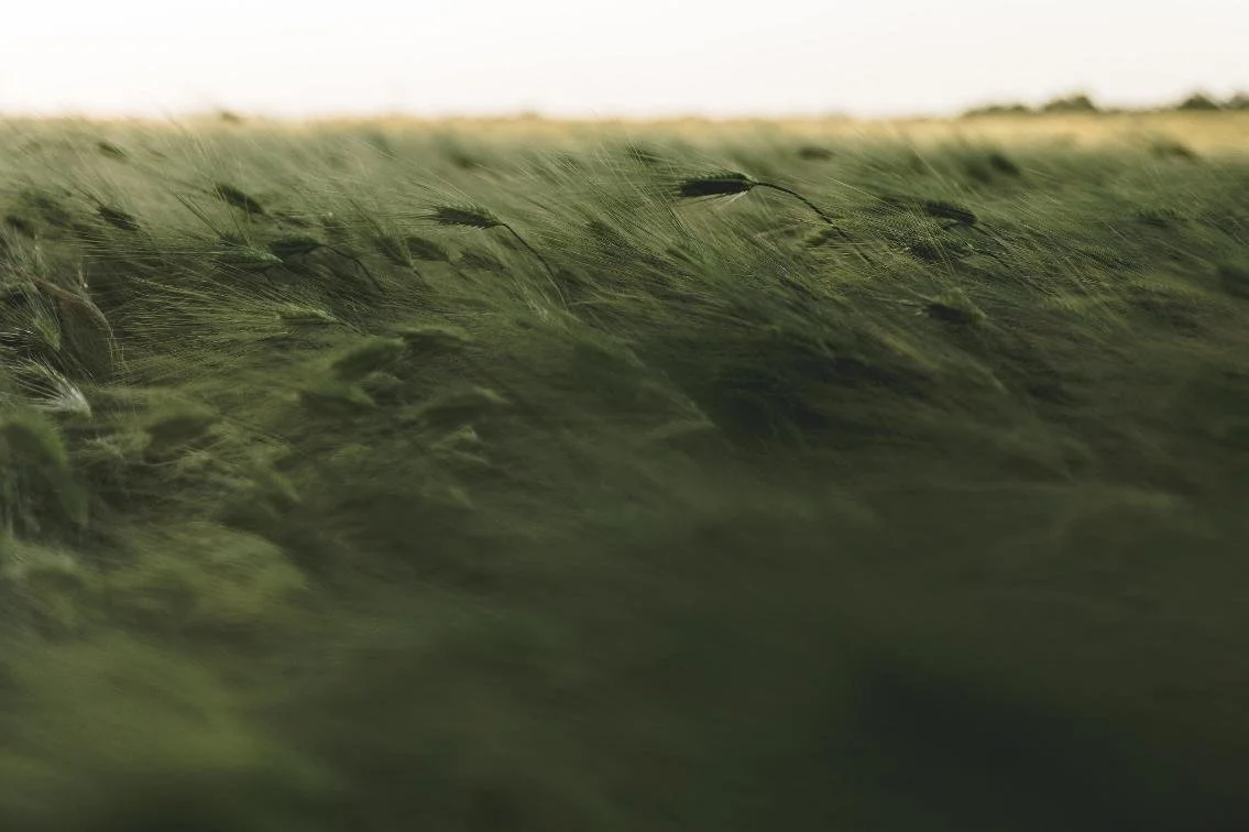 Wind-blown field of tall green grass.