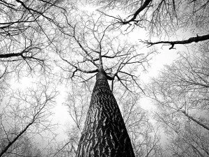 Tall trees in winter viewed from the ground looking straight up.