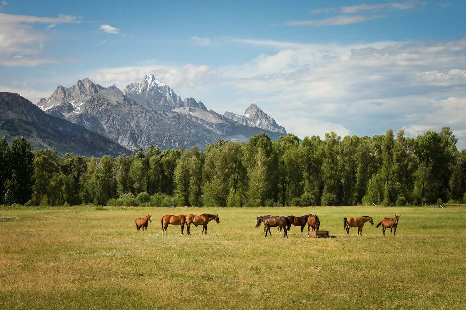 A group of horses grazes in a green meadow with a line of trees and a majestic mountain range in the background under a partly cloudy sky.